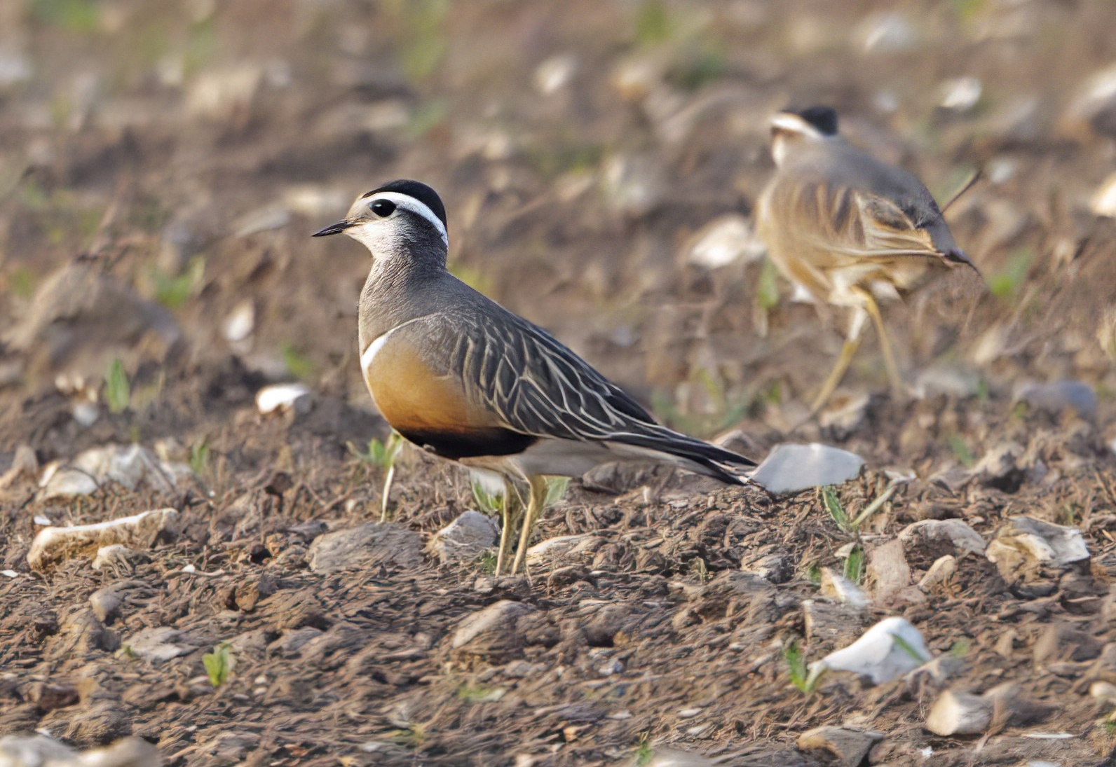 Dotterel 230411 TetneyLock GPCatley topaz enhance