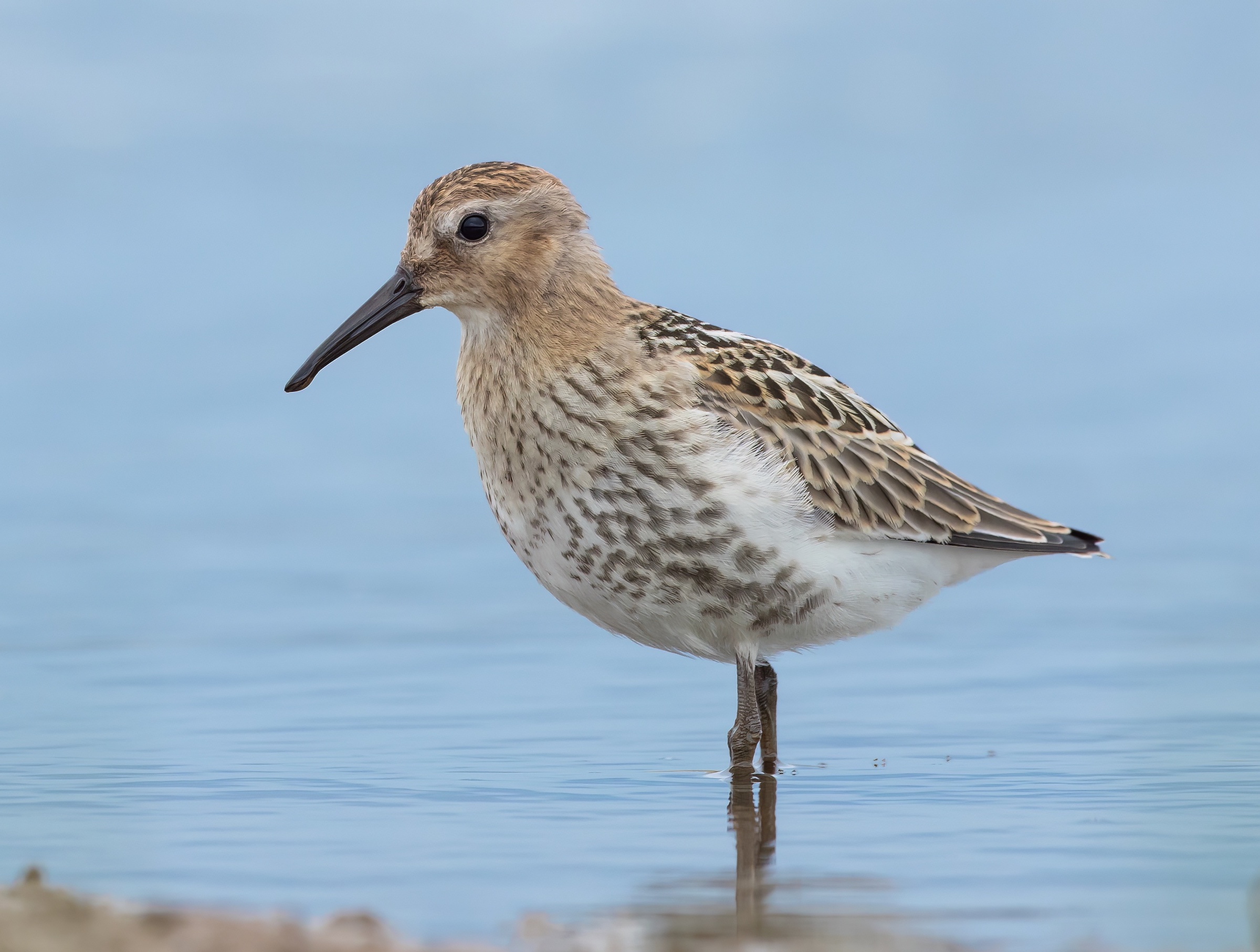 Dunlin 060817 DonnaNook MDJohnson topaz denoise