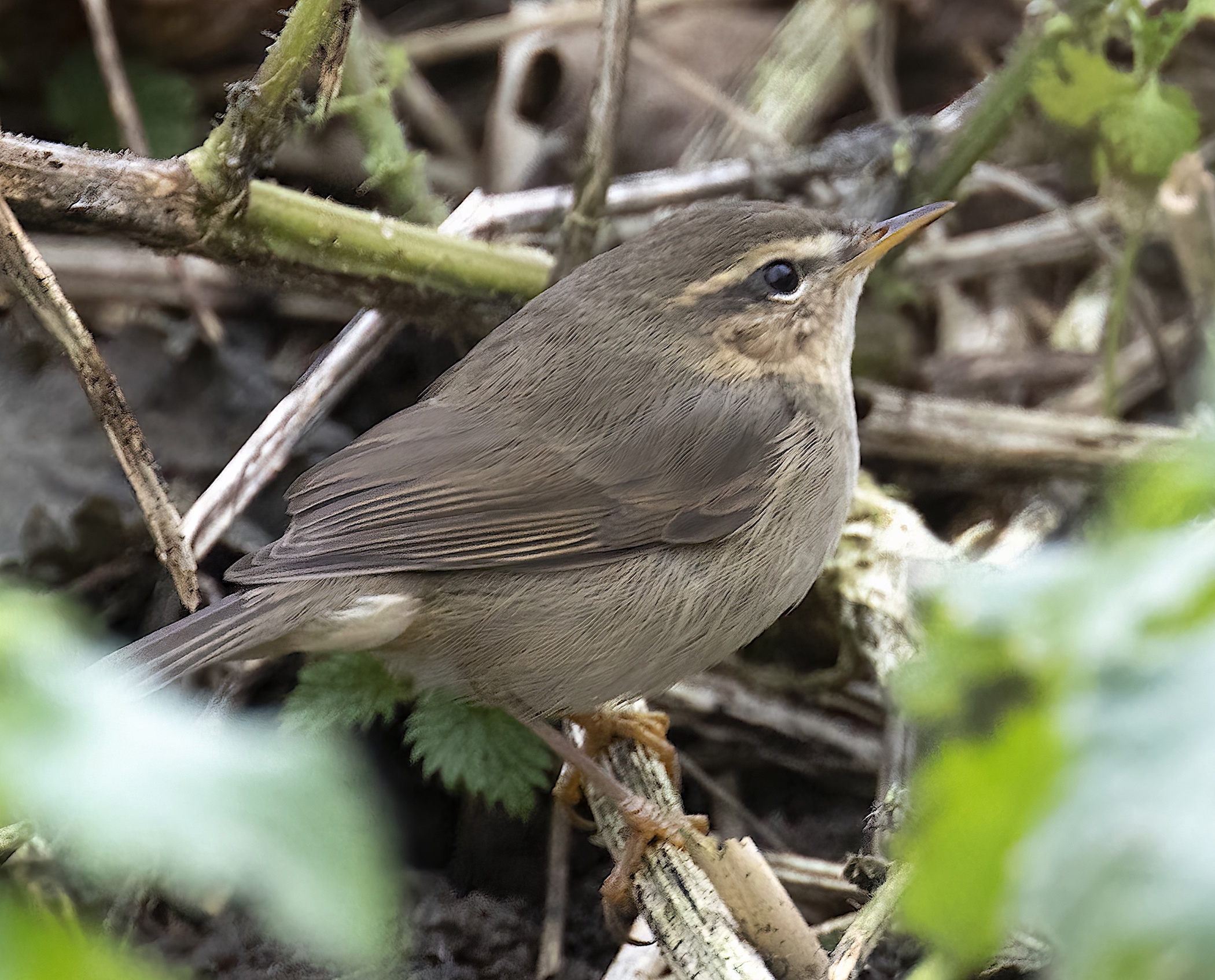DuskyWarbler2 WollaBank January2019 GPCatley topaz denoise enhance