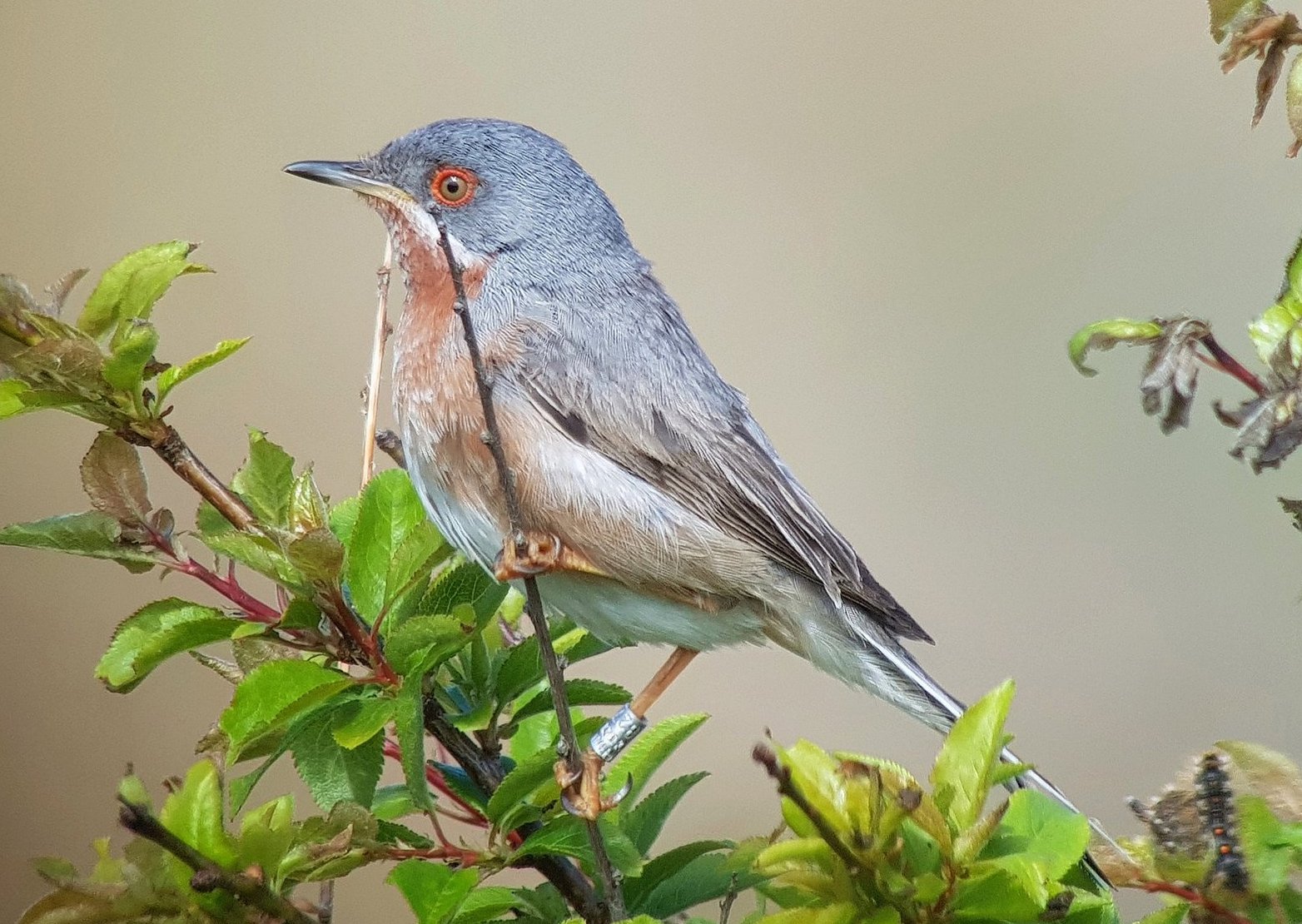 EasternSubalpineWarbler 290419 GibPoint OBeaumont