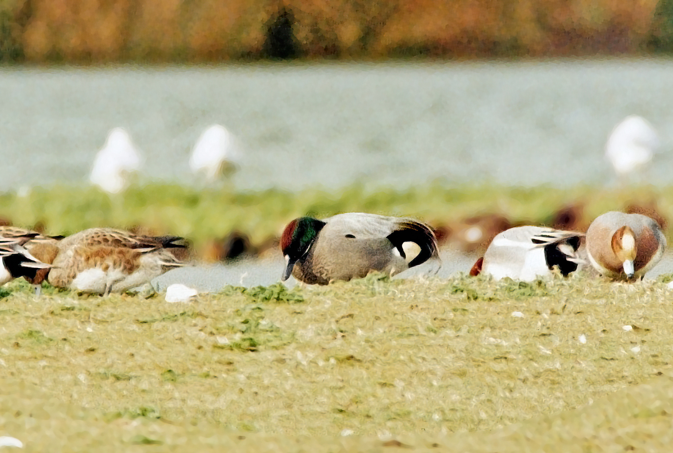 Falcated Duck Kirkby on Bain February 1995 Alan Tate SharpenAI Standard