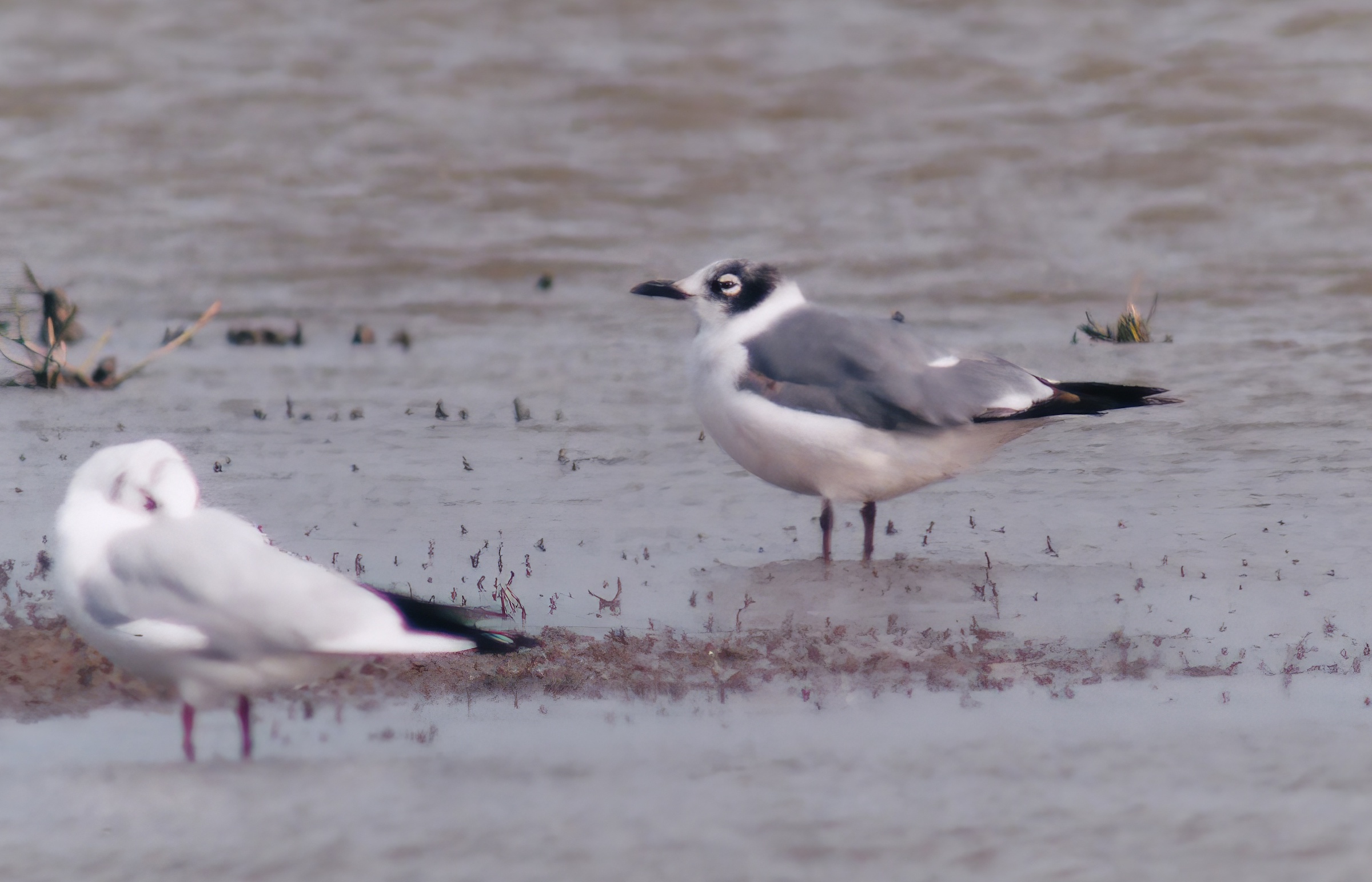 Franklins Gull topaz enhance