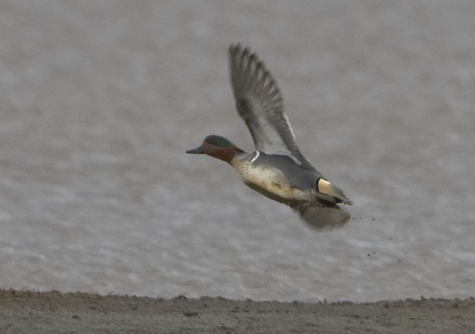 GWTeal December2007 Alkborough GPCatley