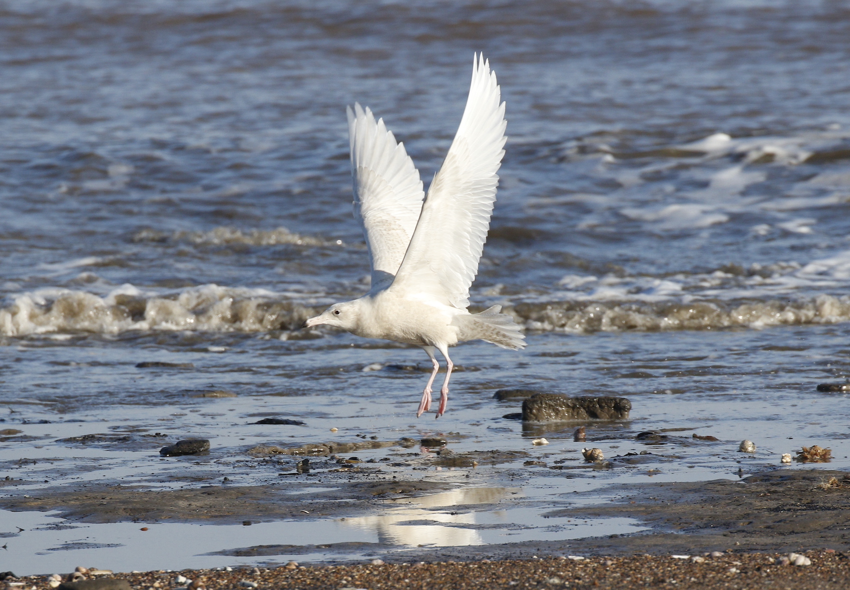 GlaucousGull 300119 GibPt RHayes