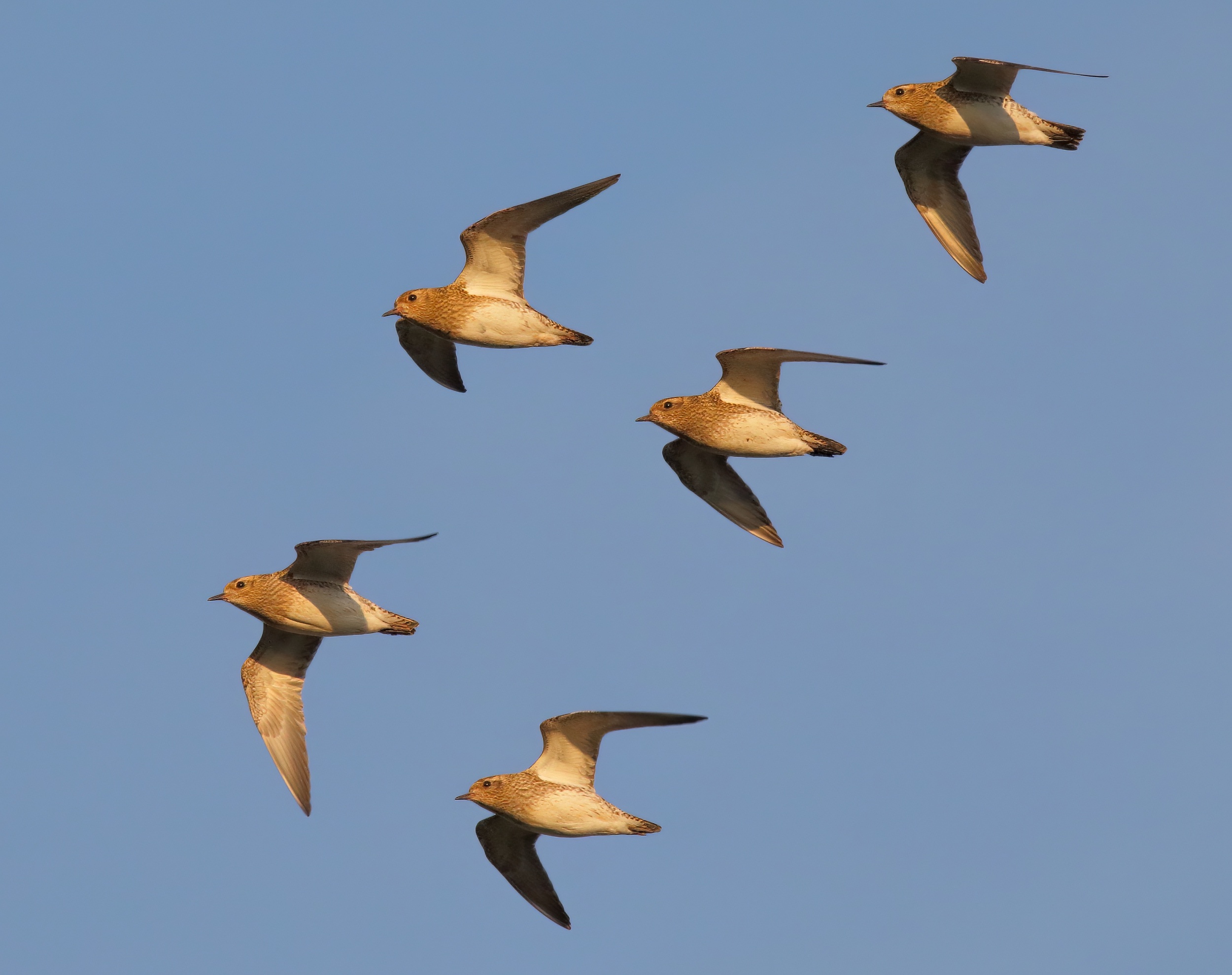 GoldenPlover 241217 FramptonMarsh NeilSmith topaz denoise