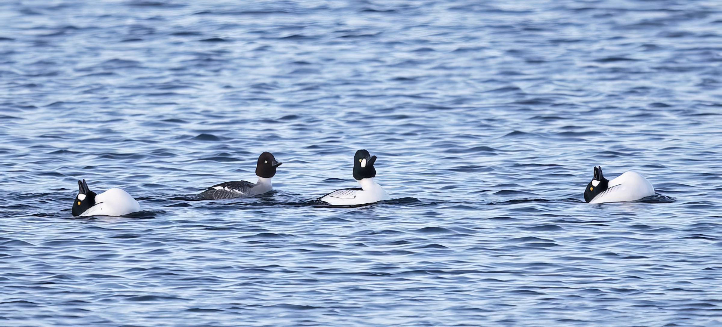 Goldeneye 160116 BartonPits GPCatley topaz enhance