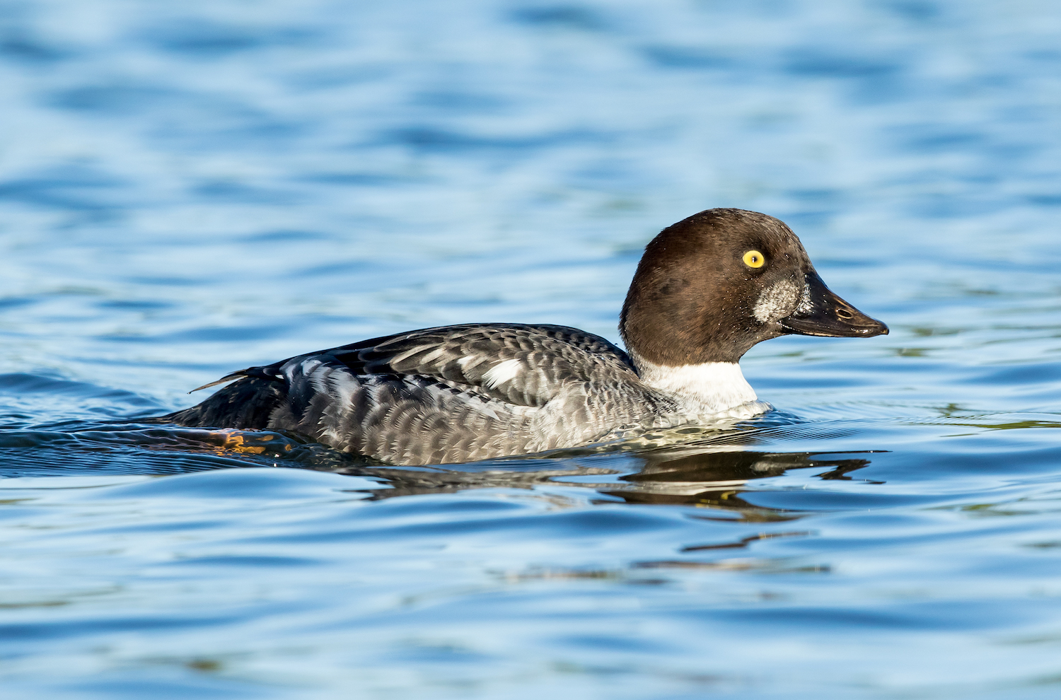 Goldeneye 291215 Cleethorpes MarkDJohnson