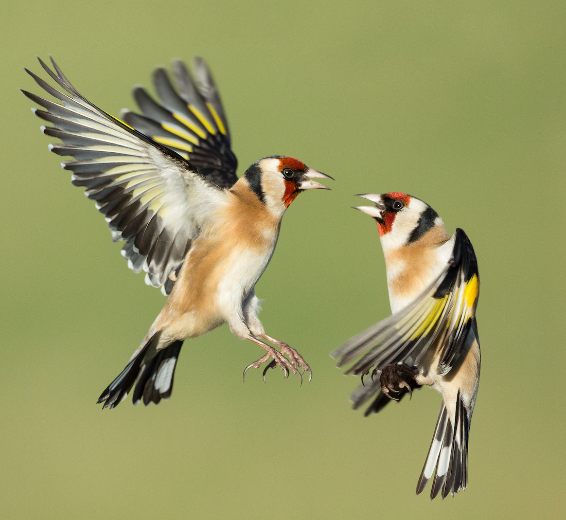 Goldfinch 100116 NorthSomercotes MarkDJohnson