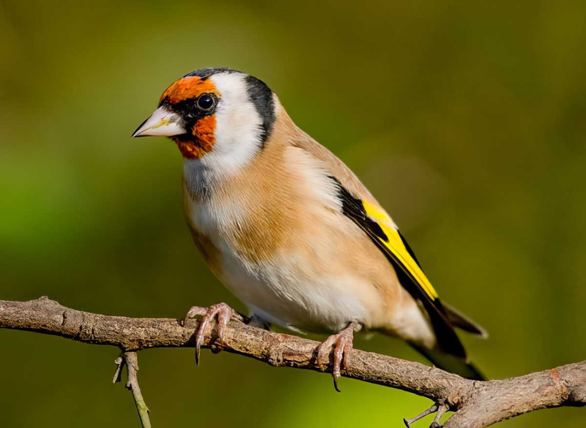 Goldfinch Oct2009 ChambersFmWood NClayton topaz enhance