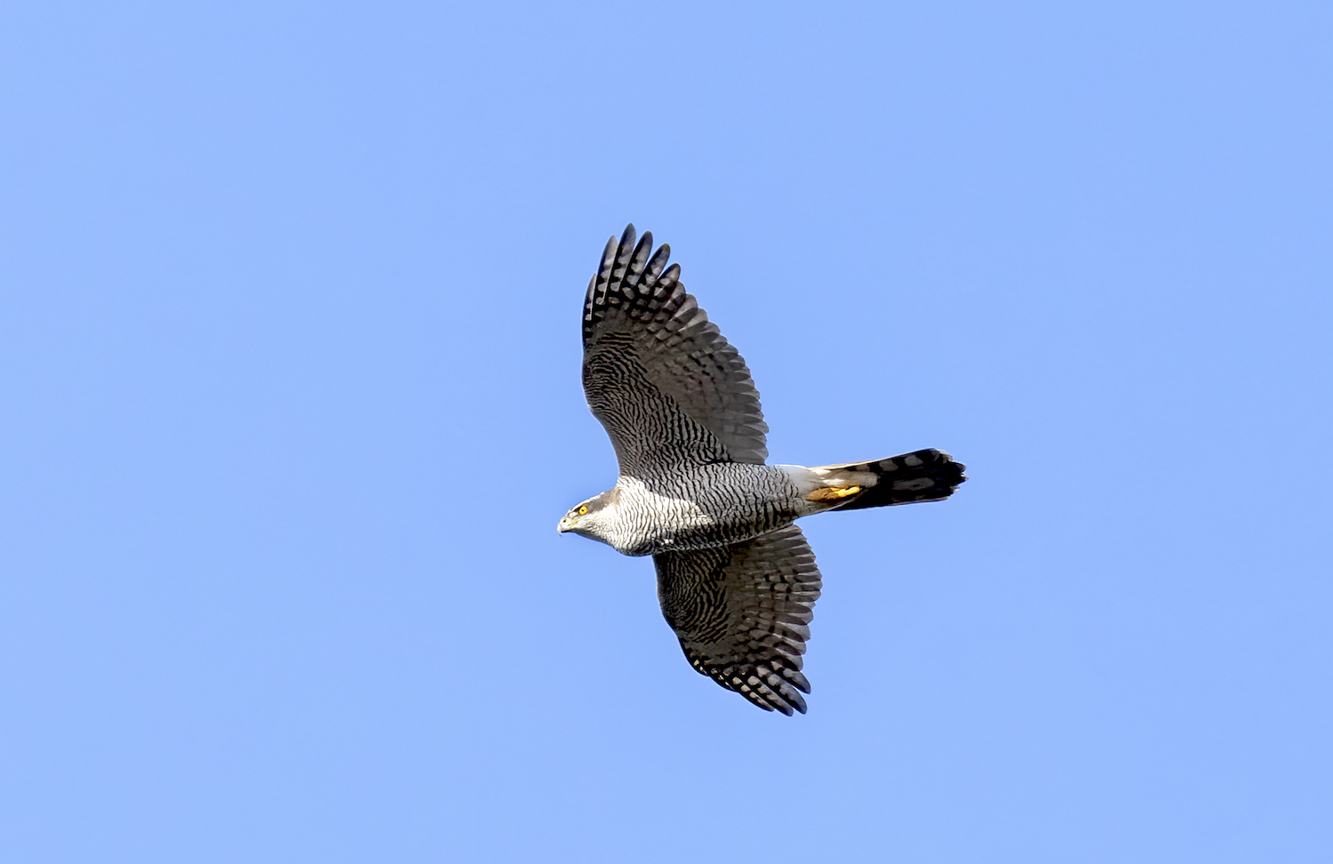 Goshawk 200220 Lincs GPCatley