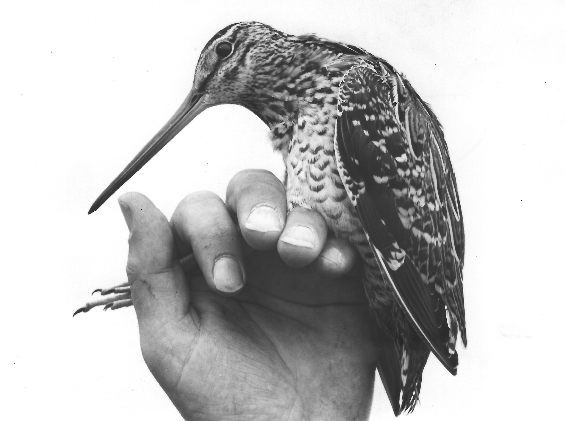GreatSnipe Rimac0810781 KA first year