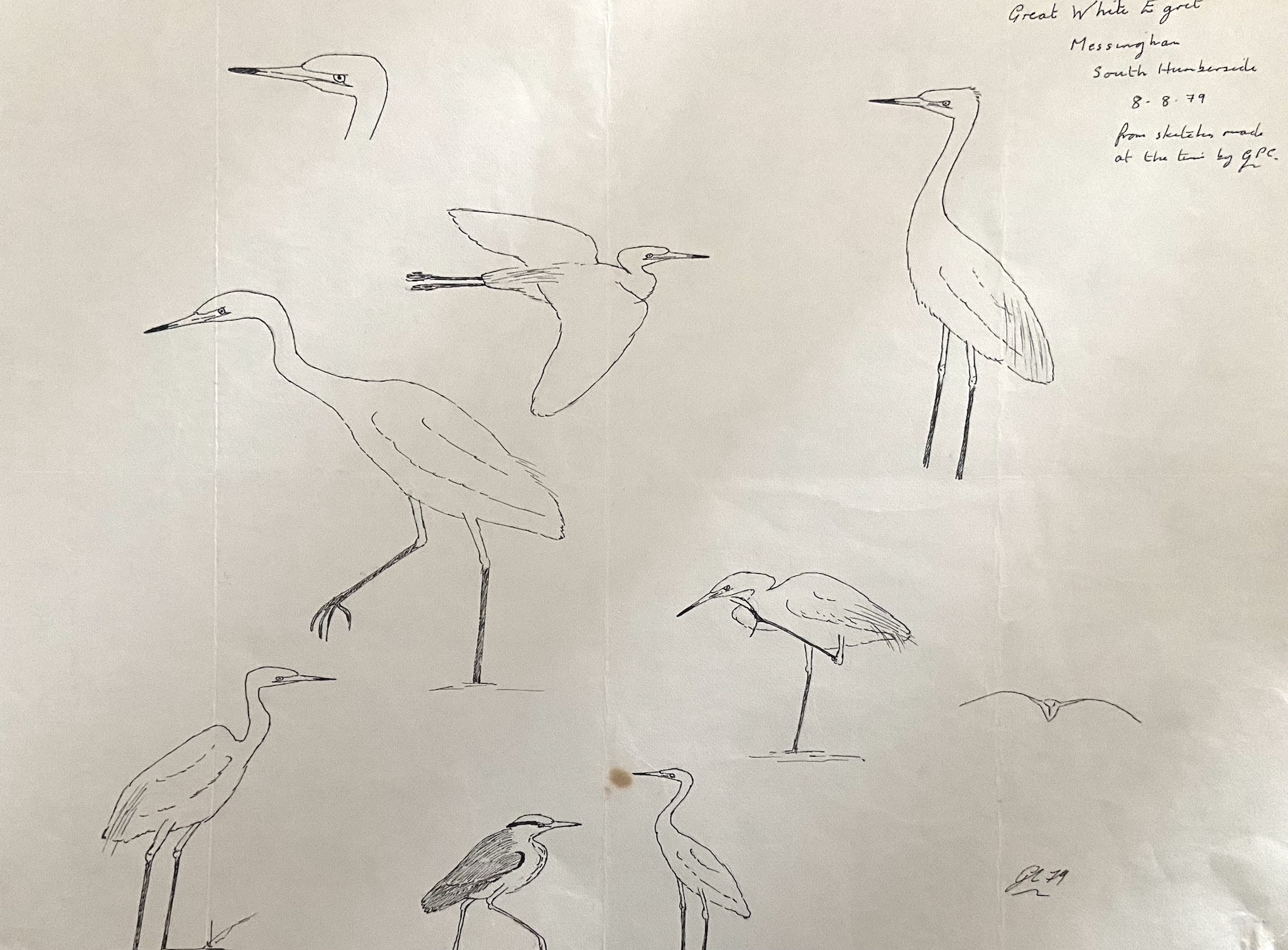 GreatWhiteEgret 070879 MessinghamSQ GPC