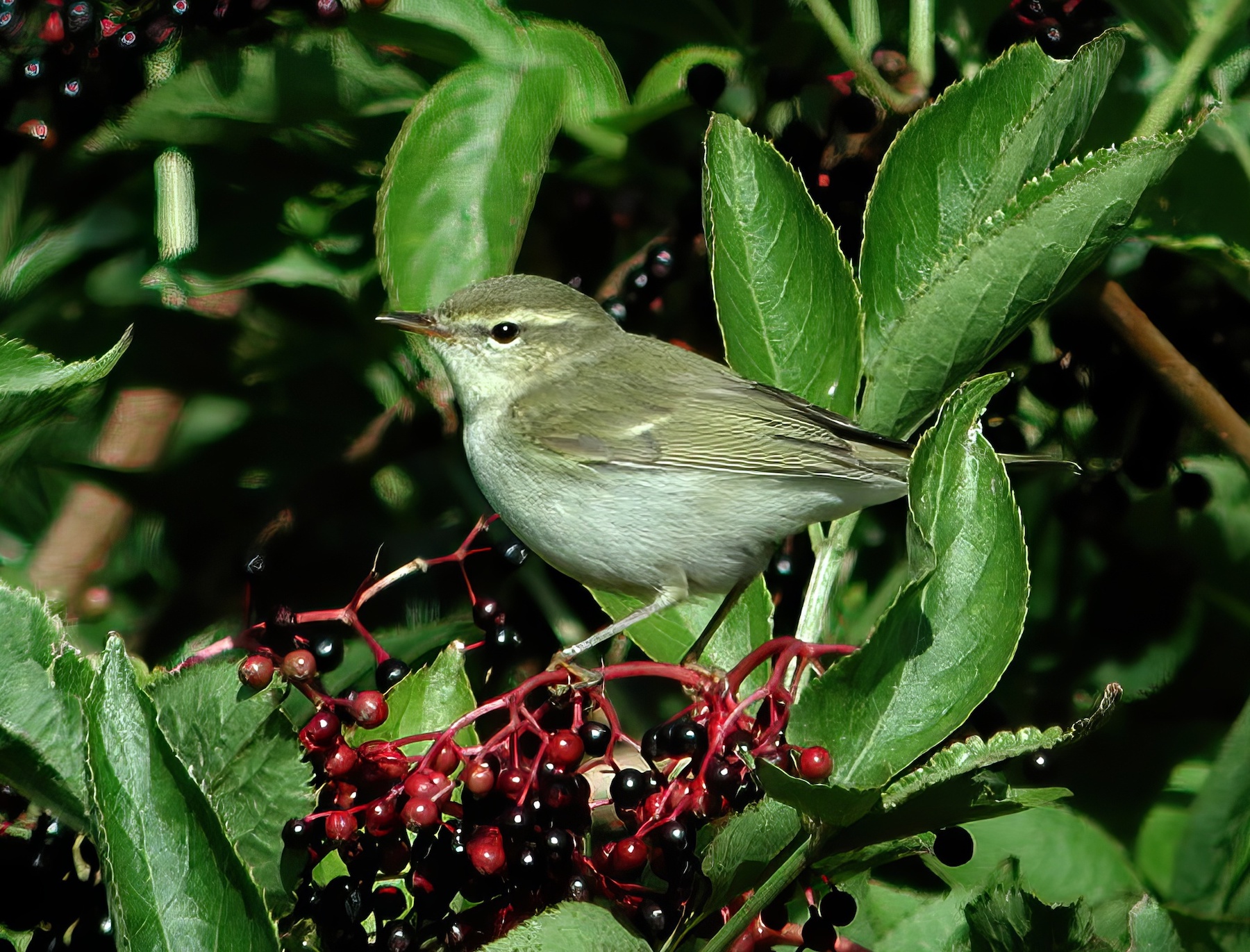 GreenishWarbler 100902 Pyes Hall GPCatley topaz enhance