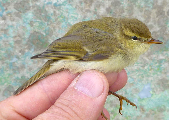 GreenishWarbler 160816 GibPoint GeorgeGregory