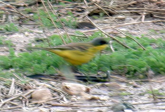 GreyHeadedWagtail 170503 WatersEdgeCP GPCatley topaz denoise