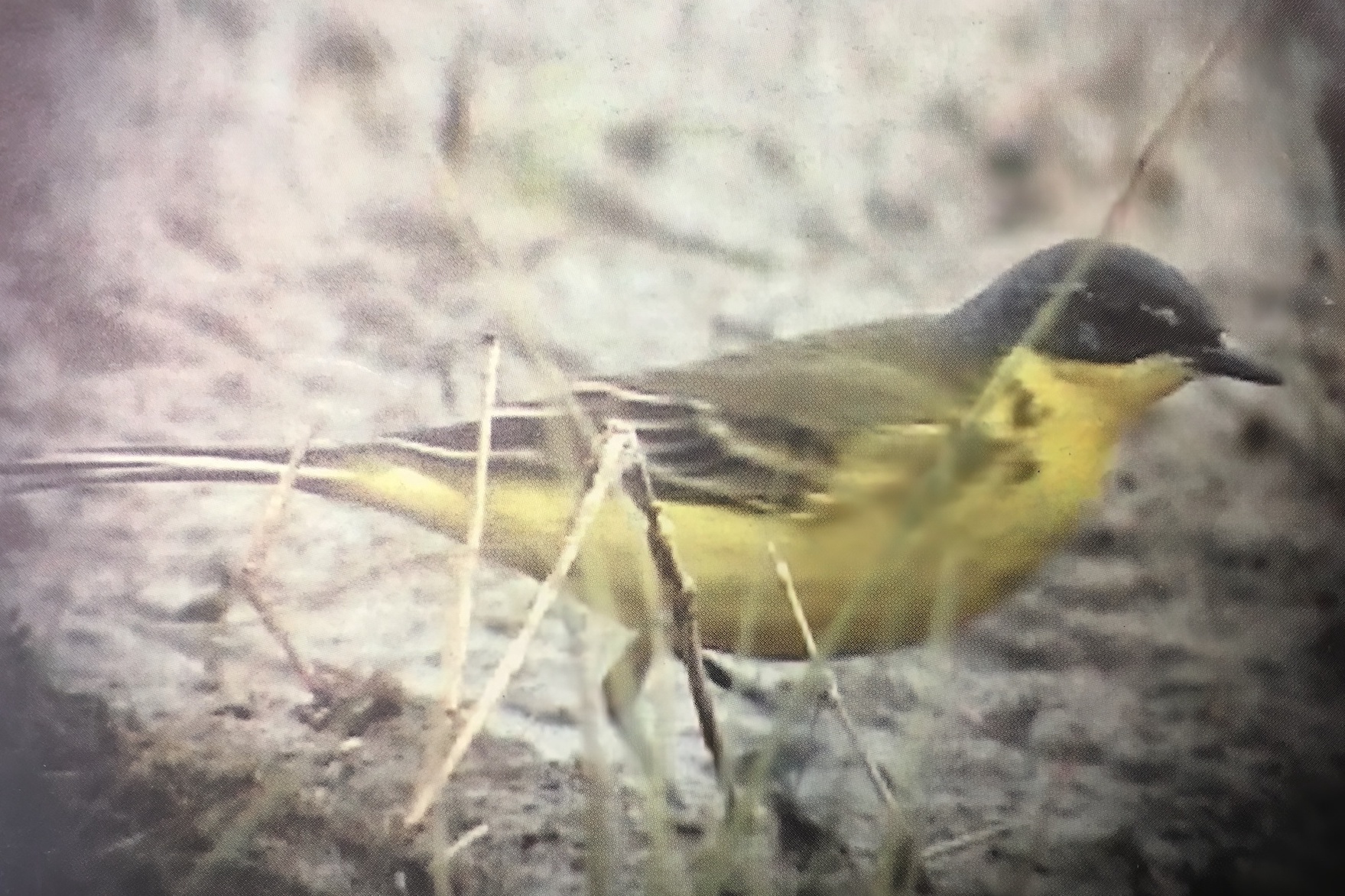 GreyHeadedWagtail 270501 GibPoint KevWilson topaz denoise sharpen