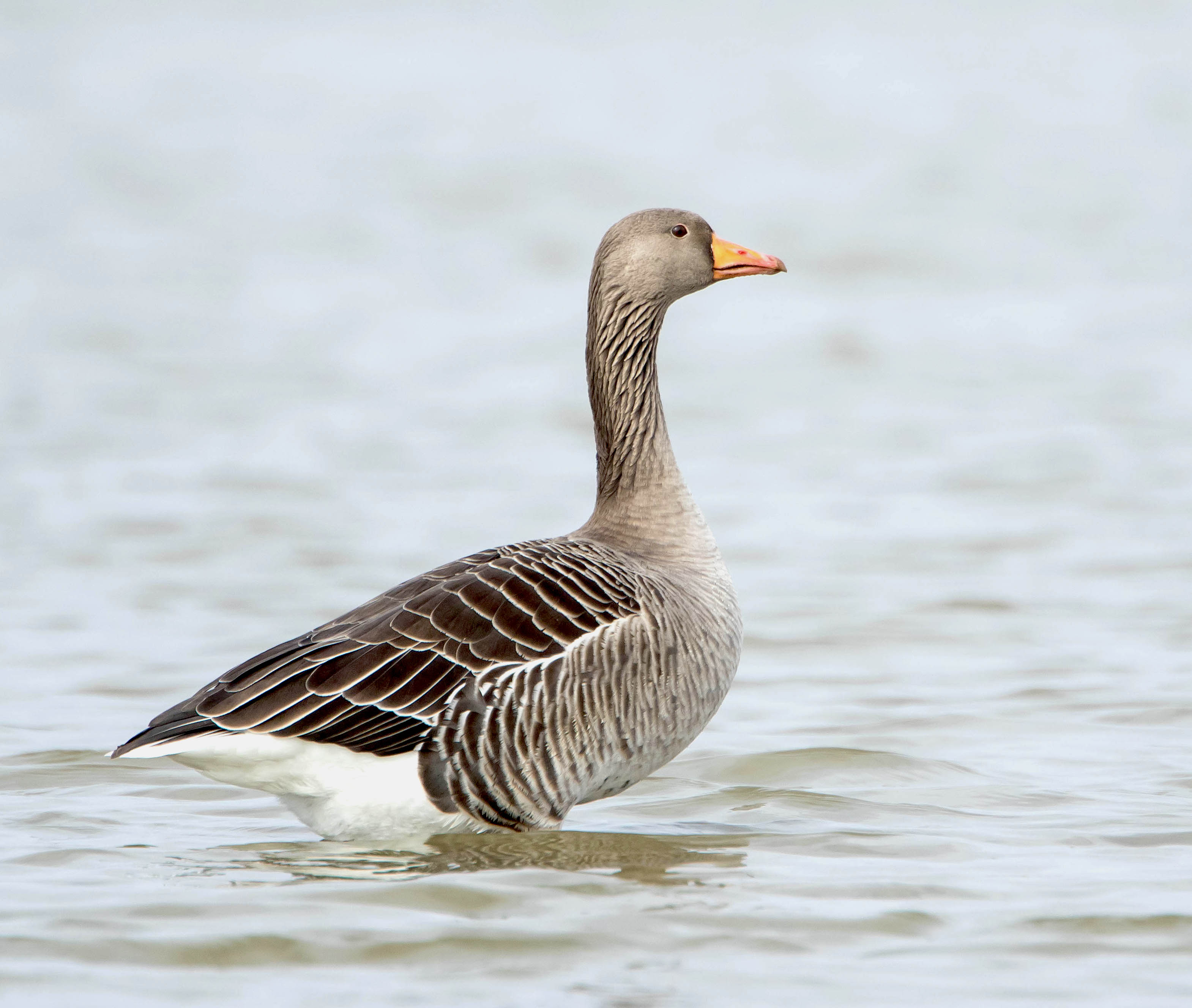 Greylag 200316 Grainthorpe MarkDJohnson