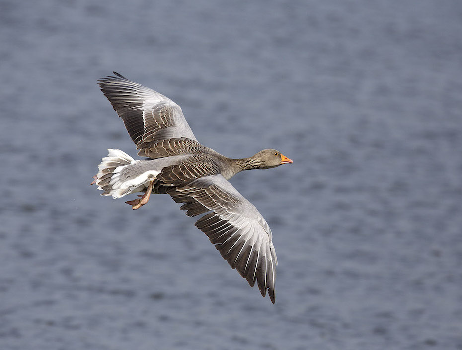 Greylag 220414 NLincs GPCatley