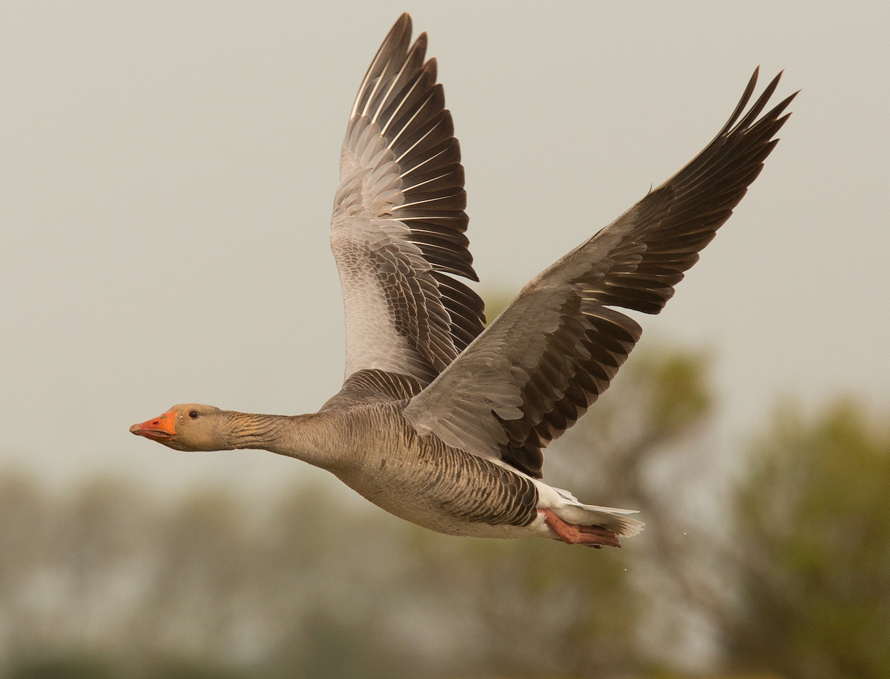 Greylag Goose Huttoft Pit 10.05.2015 BMC