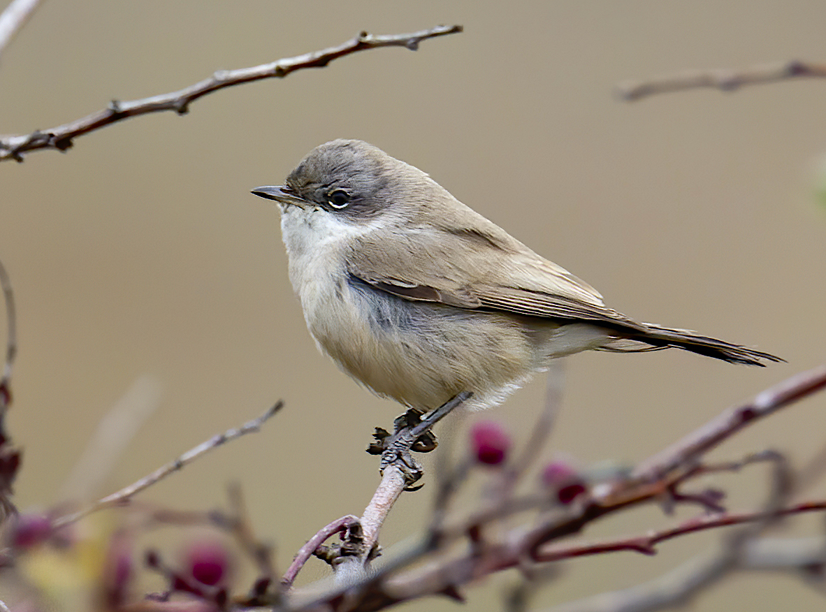 Halimodendri2 LesserWhitethroat 091111 Donna Nook GPCatley