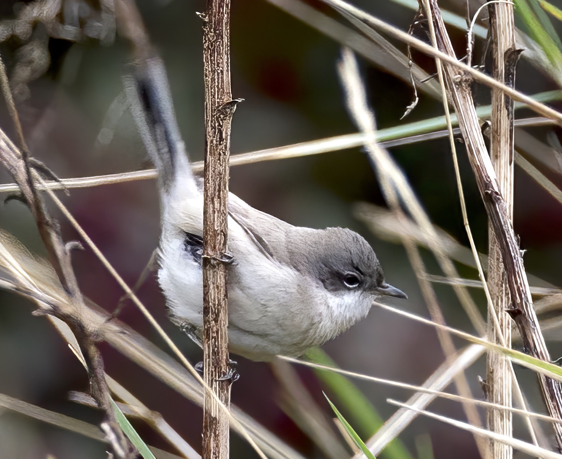 Halimodendri3 LesserWhitethroat 091111 Donna Nook GPCatley topaz enhance