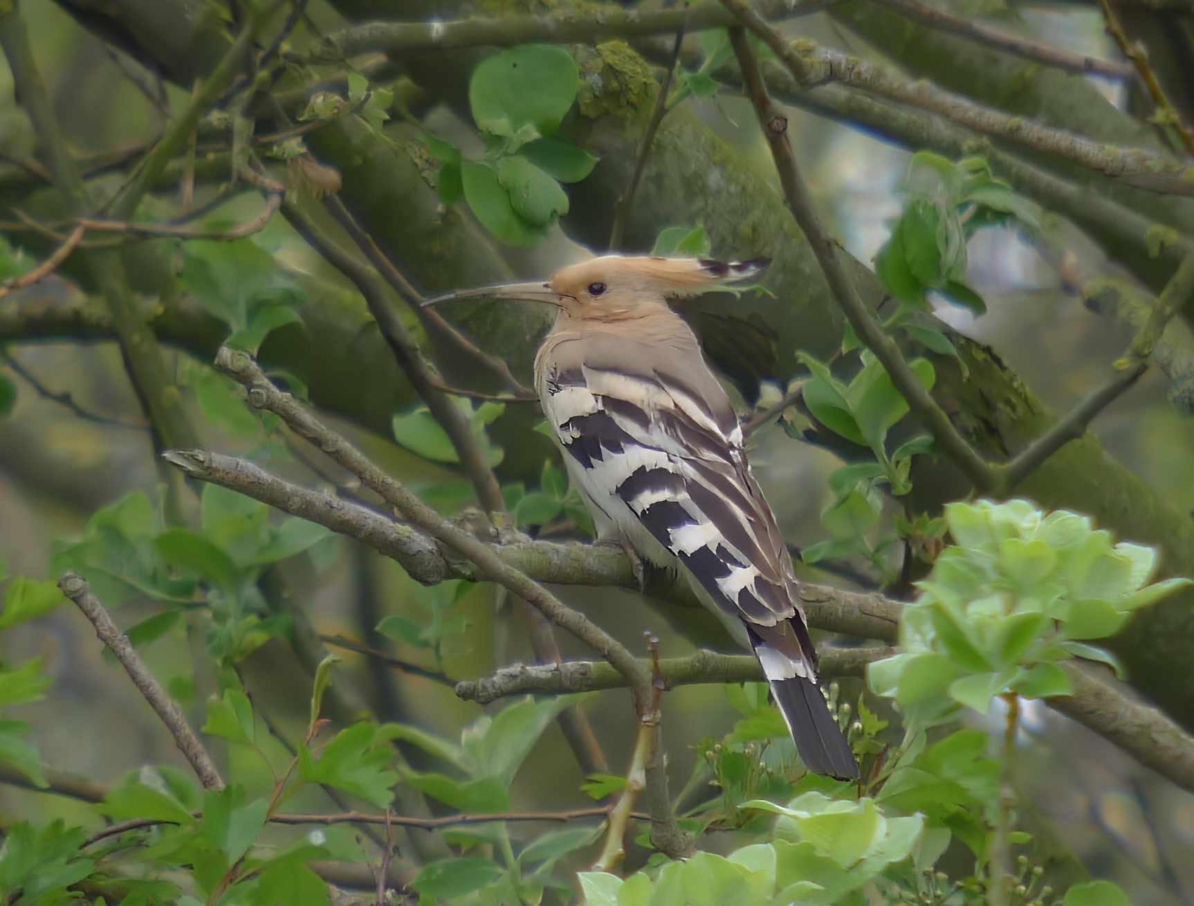 Hoopoe 060512 Skegness RussHayes topaz denoise sharpen