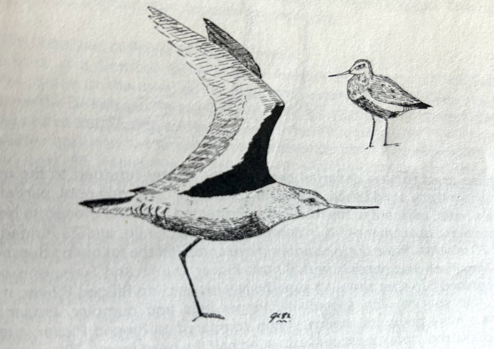 HudsonianGodwit 150981 Alkborough GPCatley