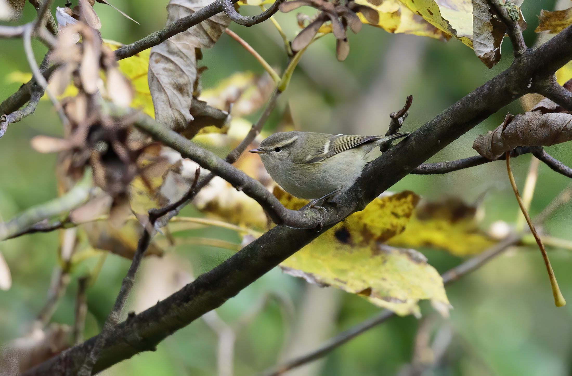 HumesWarbler1 Gib Point 041213 GPCatley topaz enhance