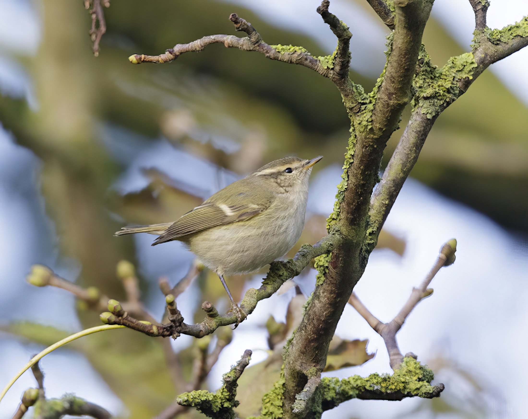 HumesWarbler2 GibPoint 041213 GPCatleyGPC2 topaz enhance