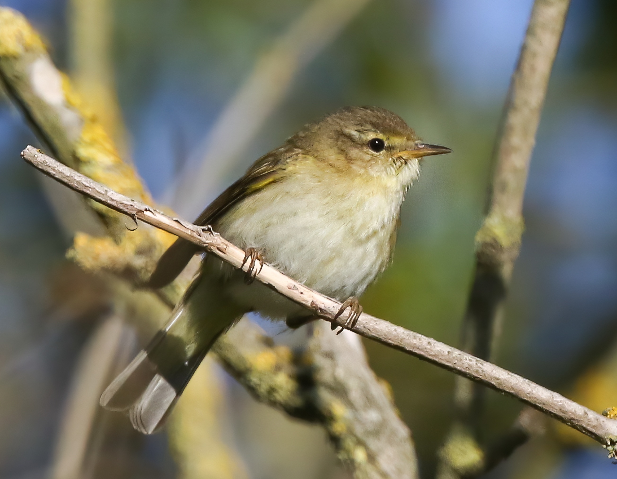 Iberian Chiffchaff 15 5 20 Croft JRC 2 topaz denoise