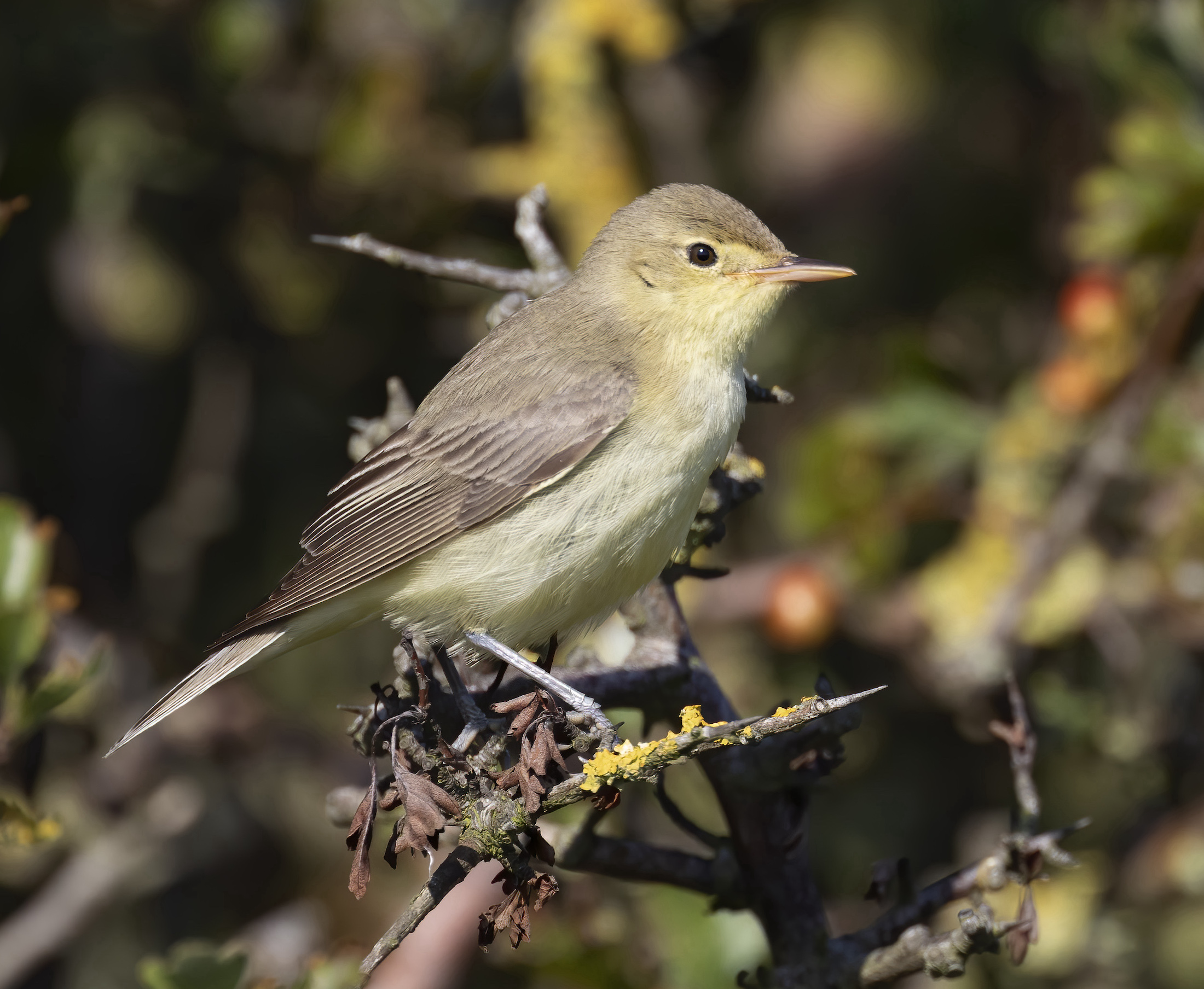 IcterineWarbler1 010920 DonnaNook GPCatley