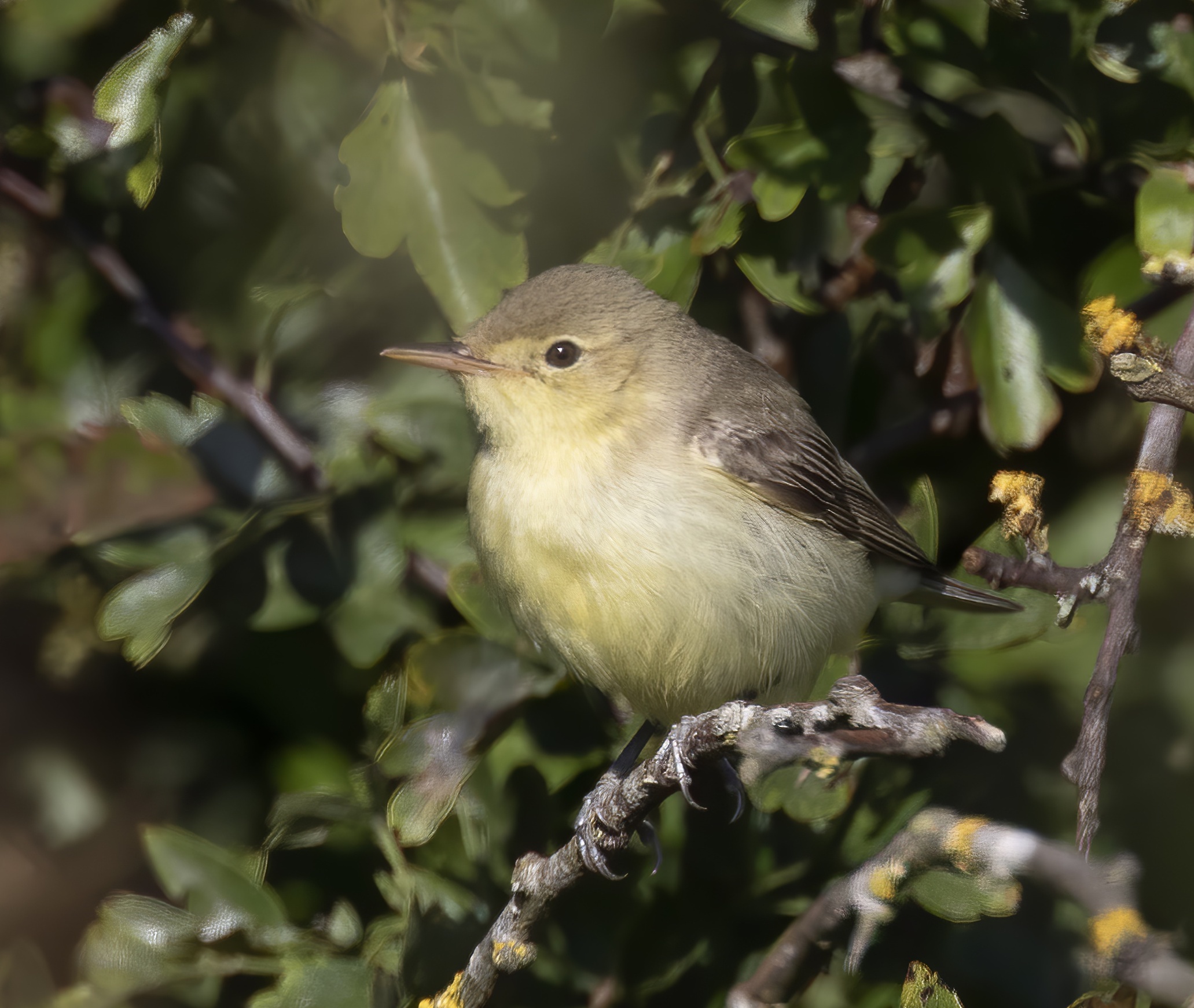 IcterineWarbler2 010920 GPCatley topaz enhance