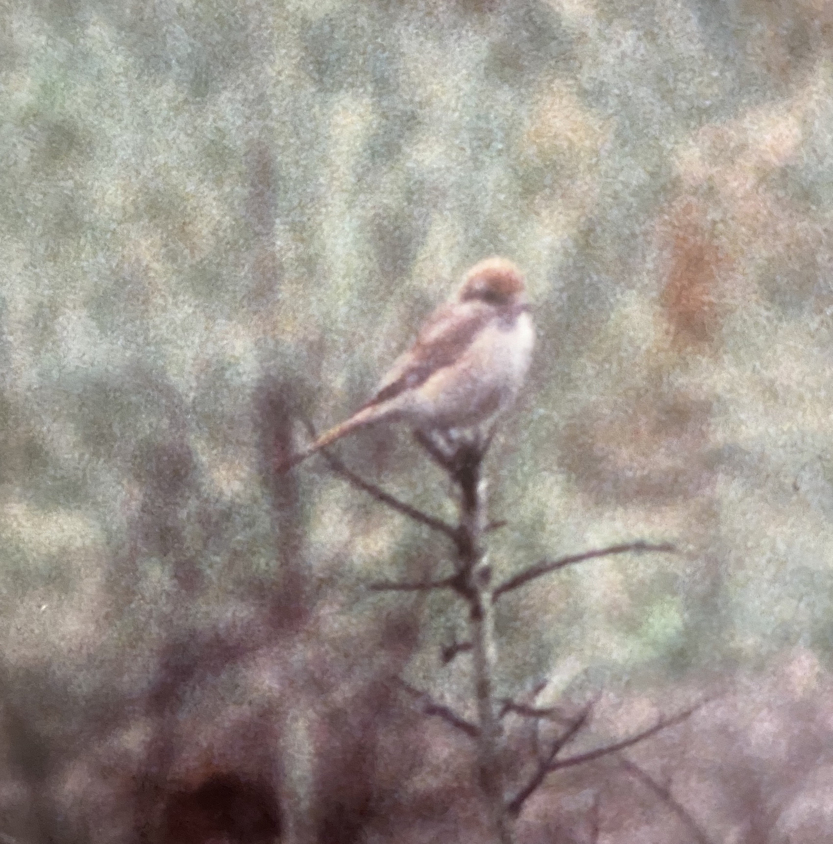 IsabellineShrike3 281078 DonnaNook Unknown