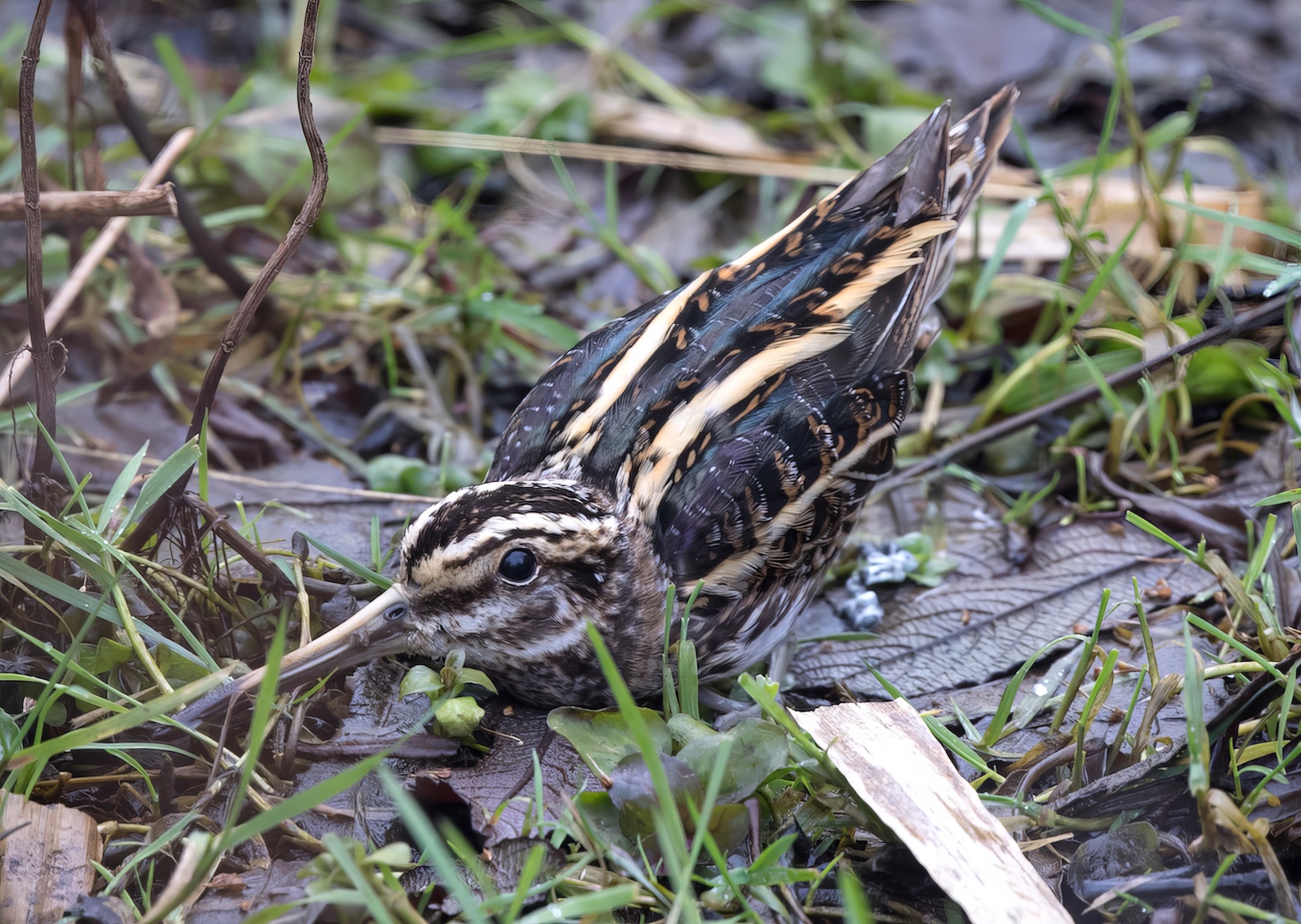 JackSnipe040318 Manby JRClarkson topaz enhance
