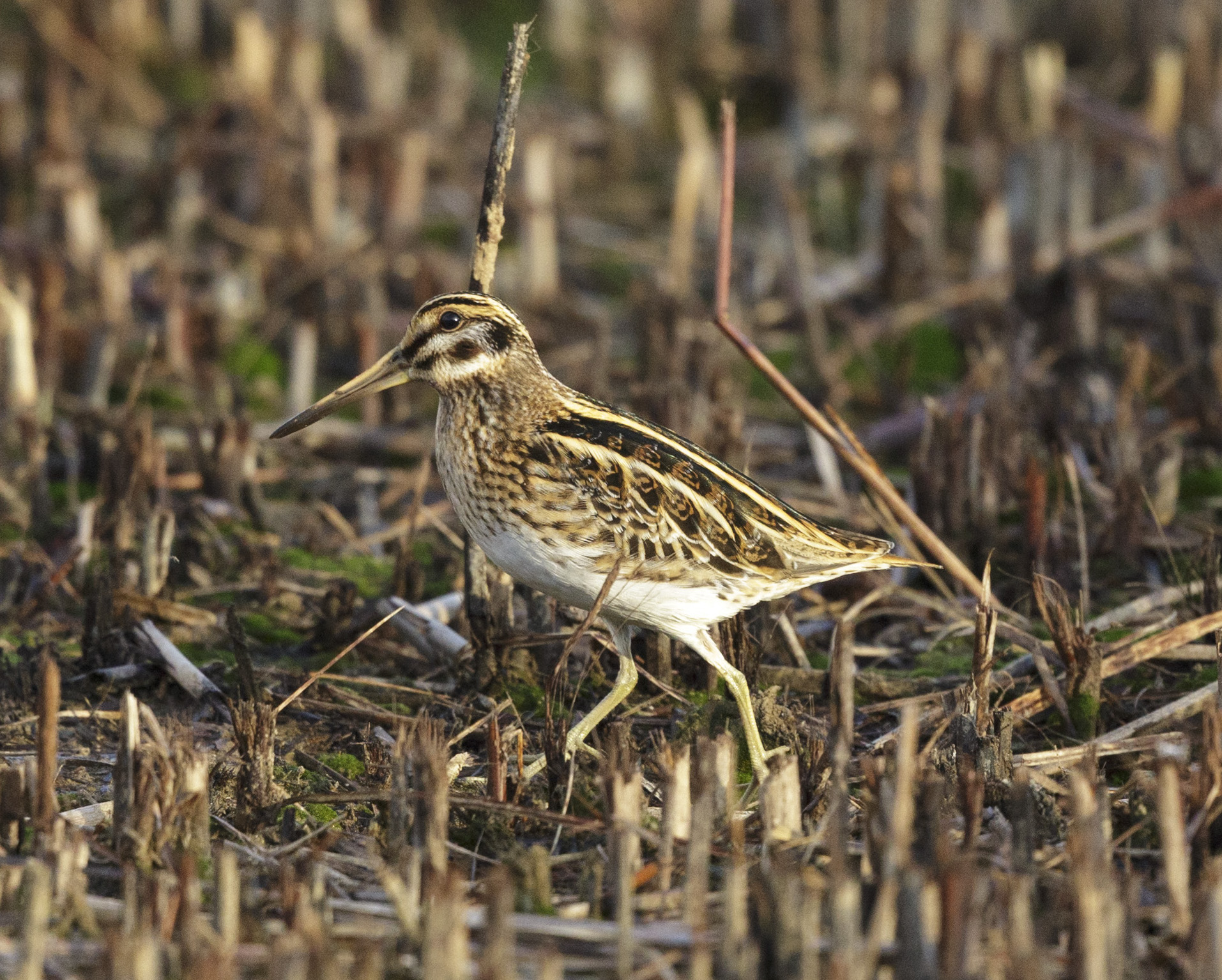 JackSnipe 151013GibPoint GPCatley