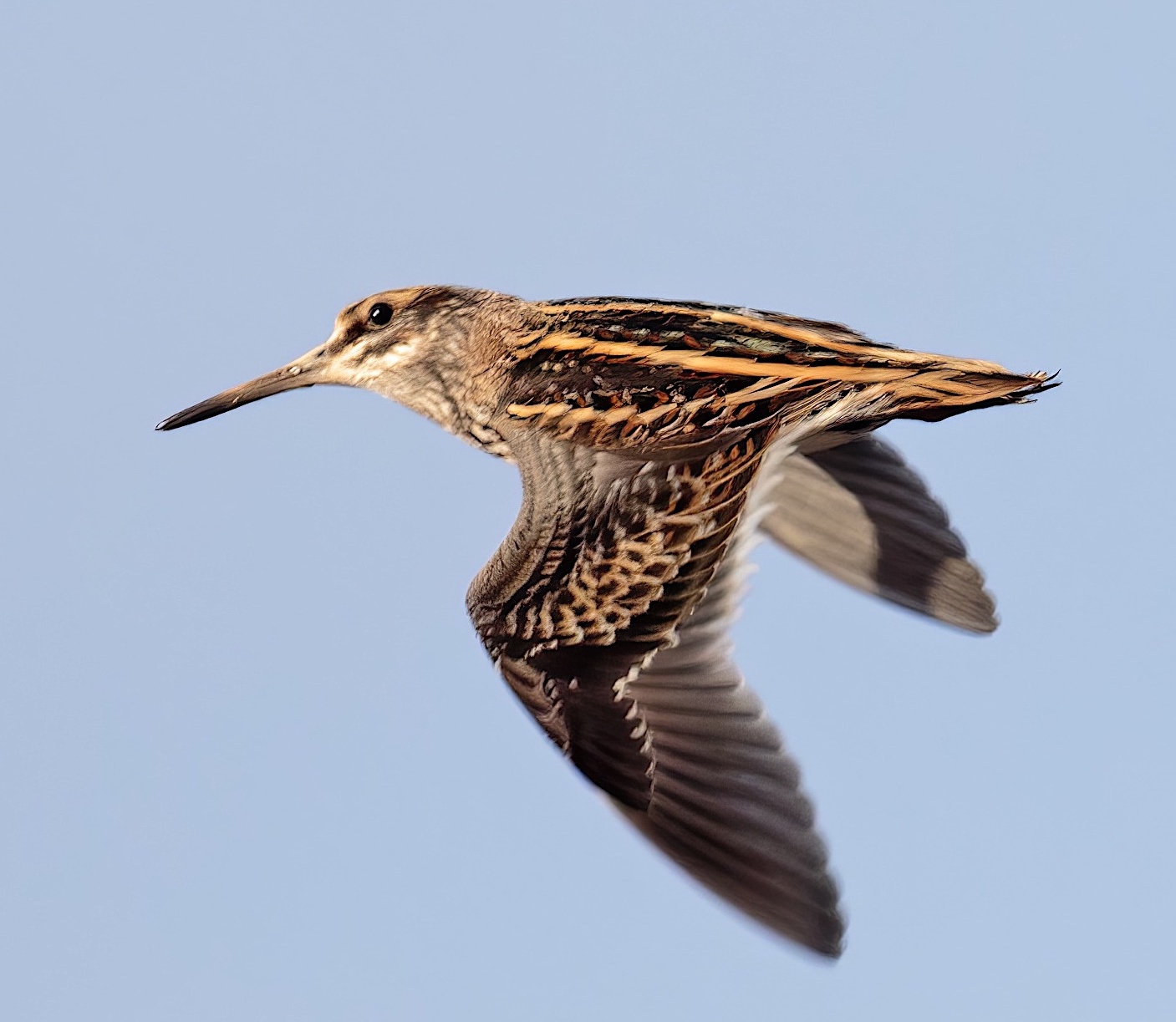 Jack Snipe040117 Alkborough Flats GPCatley topaz enhance