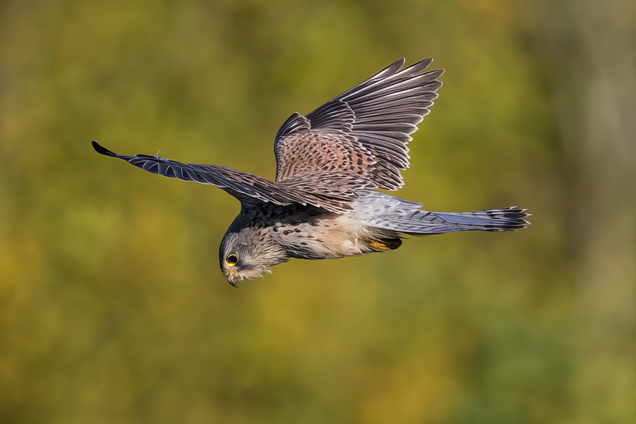Kestrel 081117 Covenham JRClarkson topaz enhance
