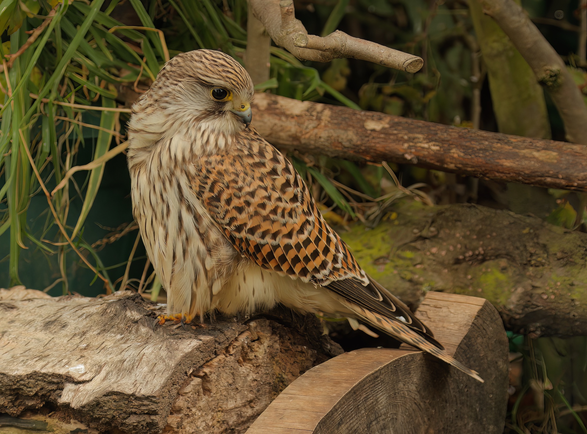 Kestrel 121018 Saltfleetby BMClarkson topaz denoise enhance