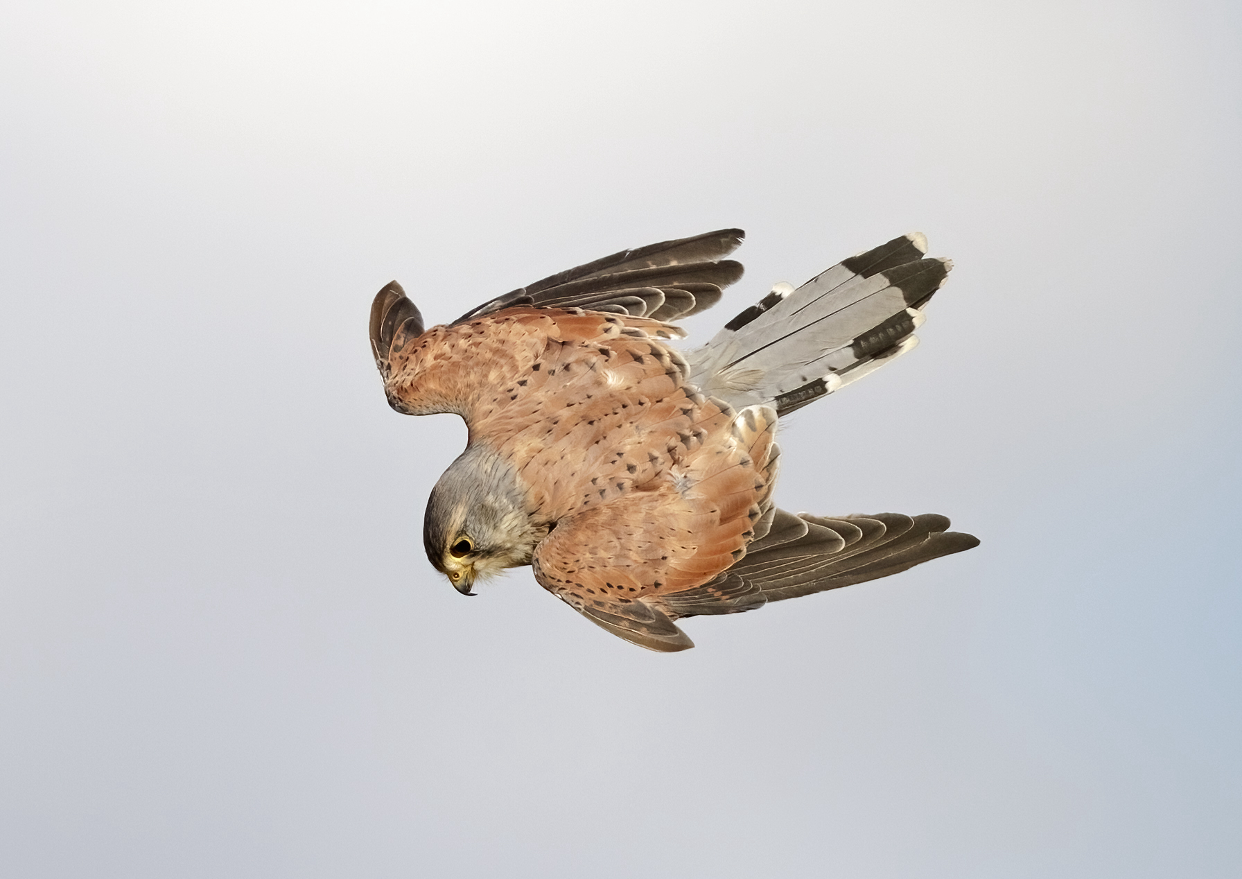 Kestrel AdM Oct2012 Alkborough GPCatley
