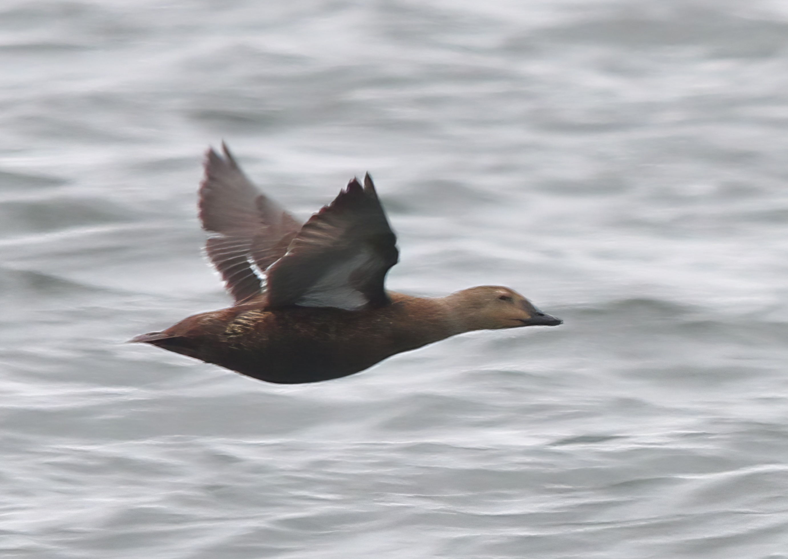 KingEider1 Fem 210412 WrangleMarsh PLawrence topaz enhance