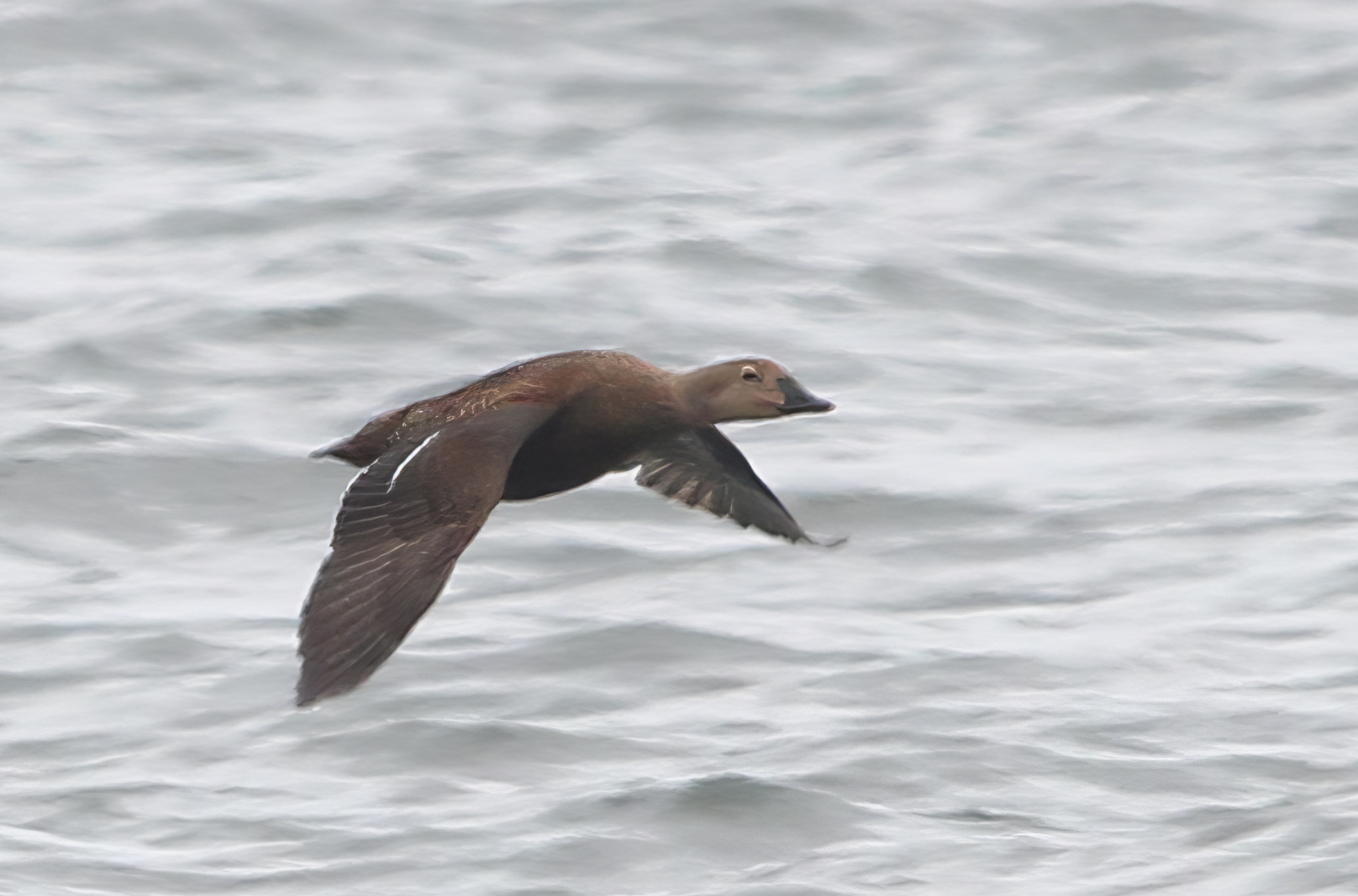 KingEider2 Fem 210412 WrangleMarsh PLawrence topaz enhance