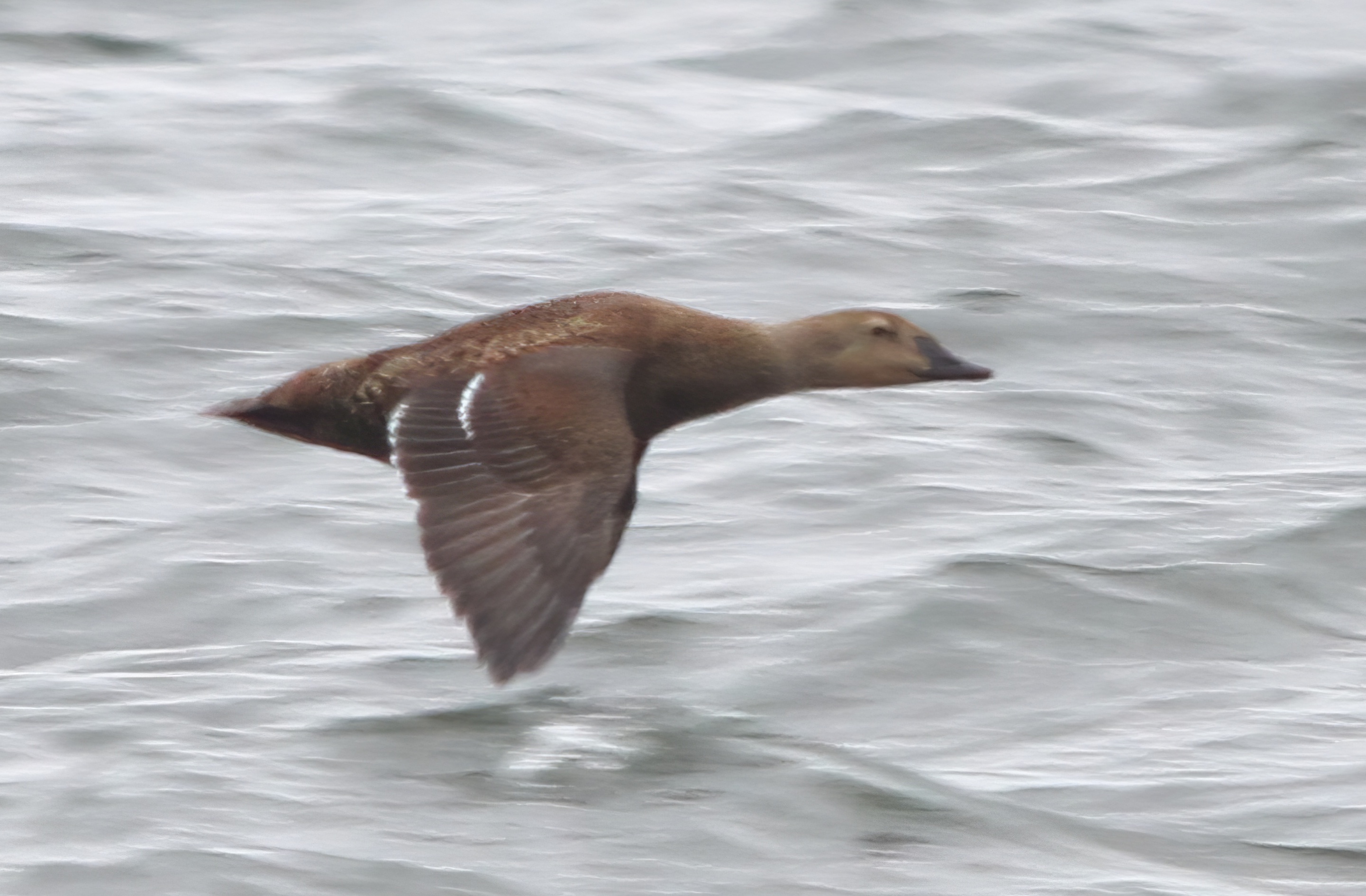 KingEider3 Fem 210412 WrangleMarsh PLawrence topaz enhance