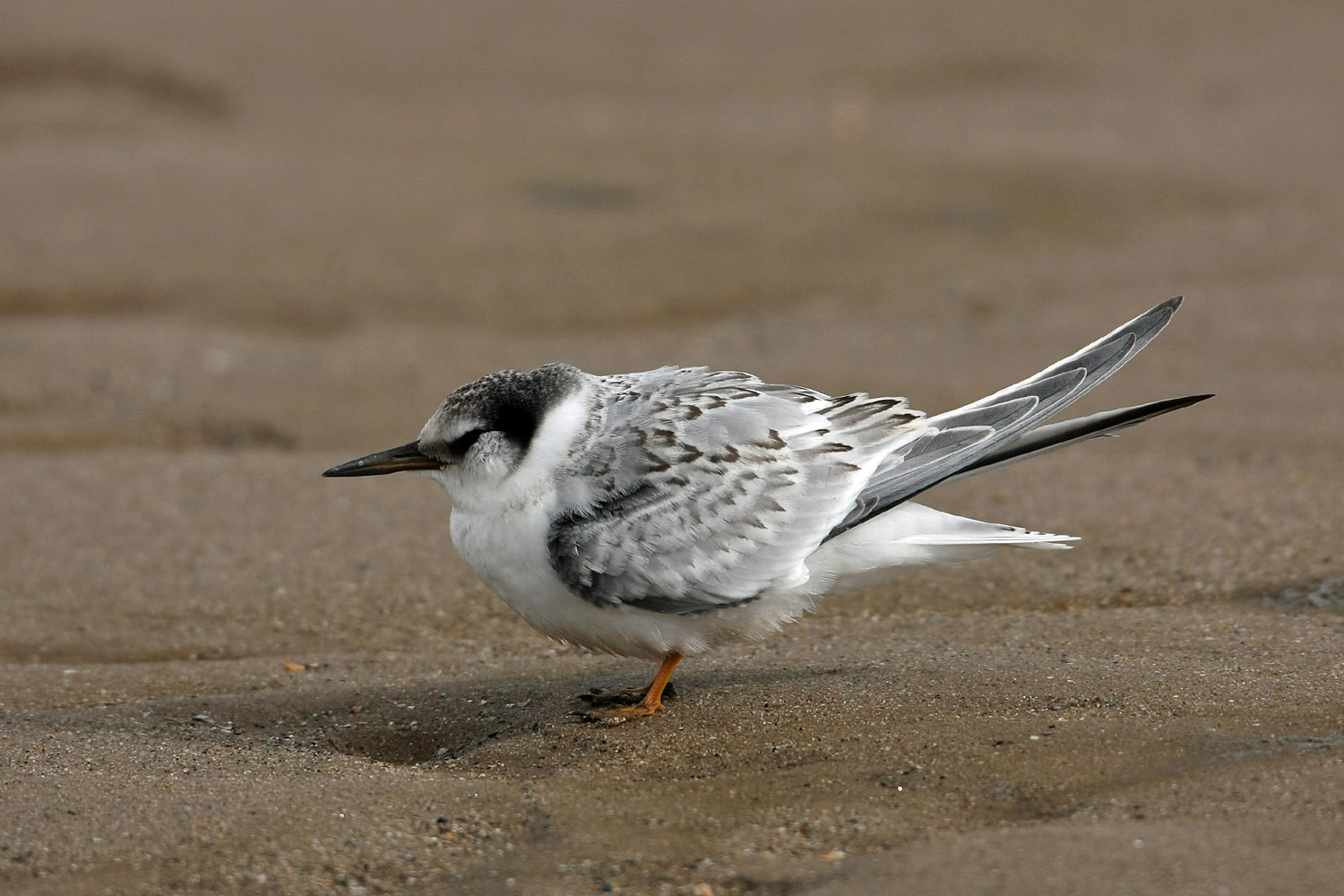 LITTLE TERN Chapel Point August 2008 MJT