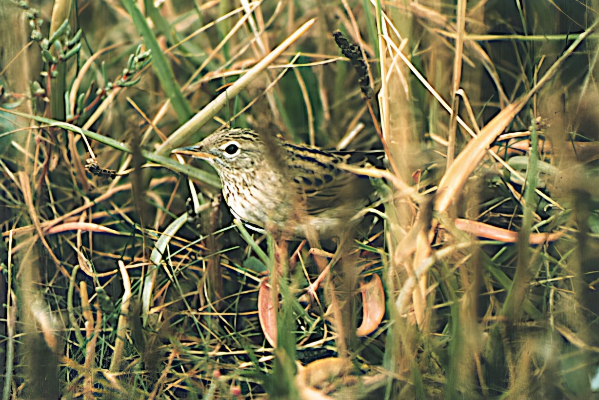 LanceolatedWarbler1 220996 Rimac GPCatleyGPC topaz enhance