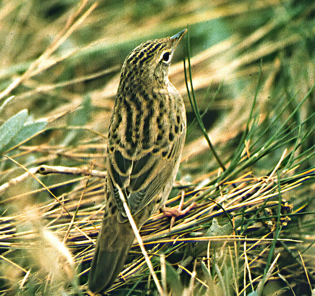 LanceolatedWarbler3 220996 Rimac GPCatley