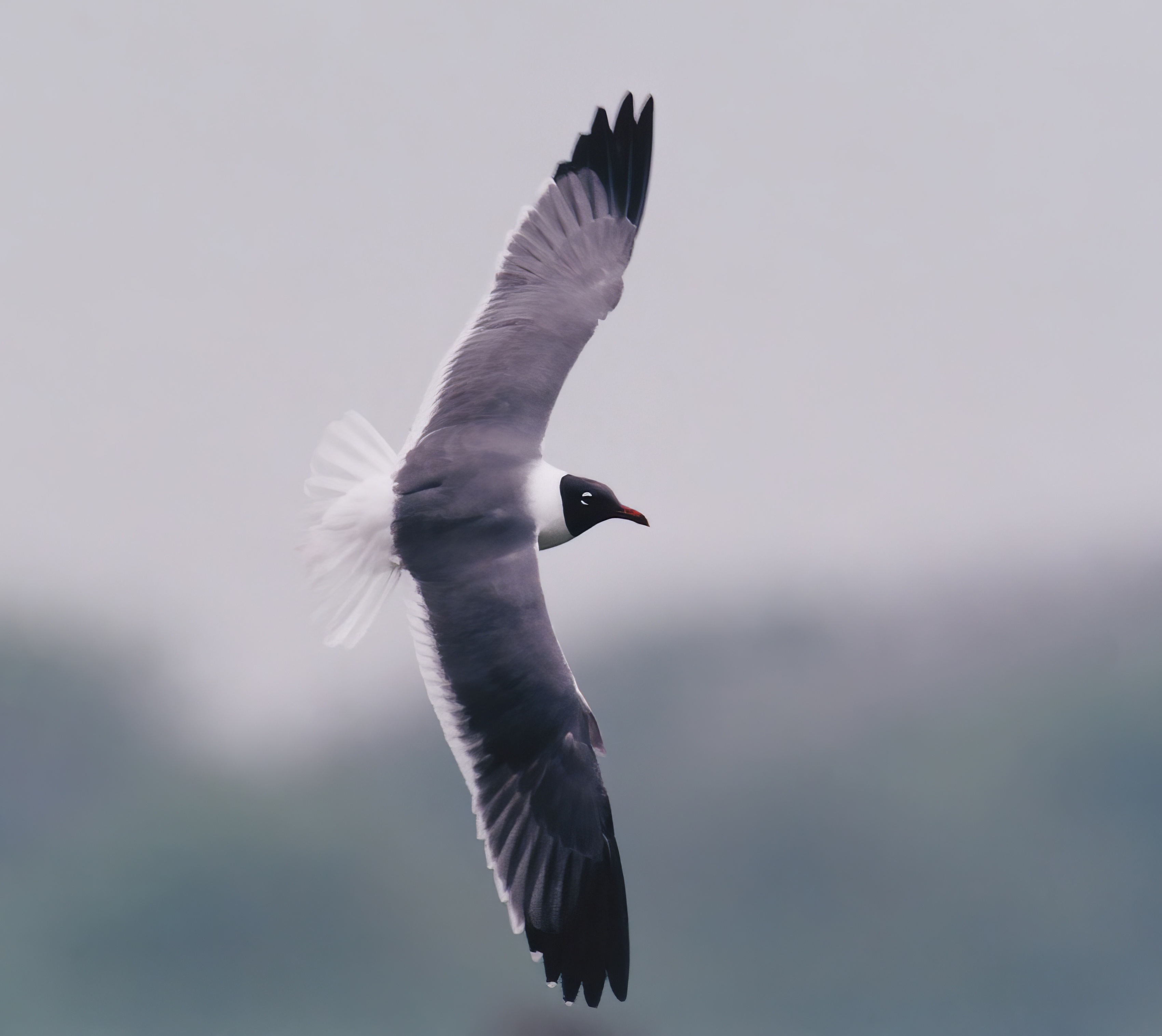 Laughing Gull May1998 Norfolk IainLeach topaz enhance