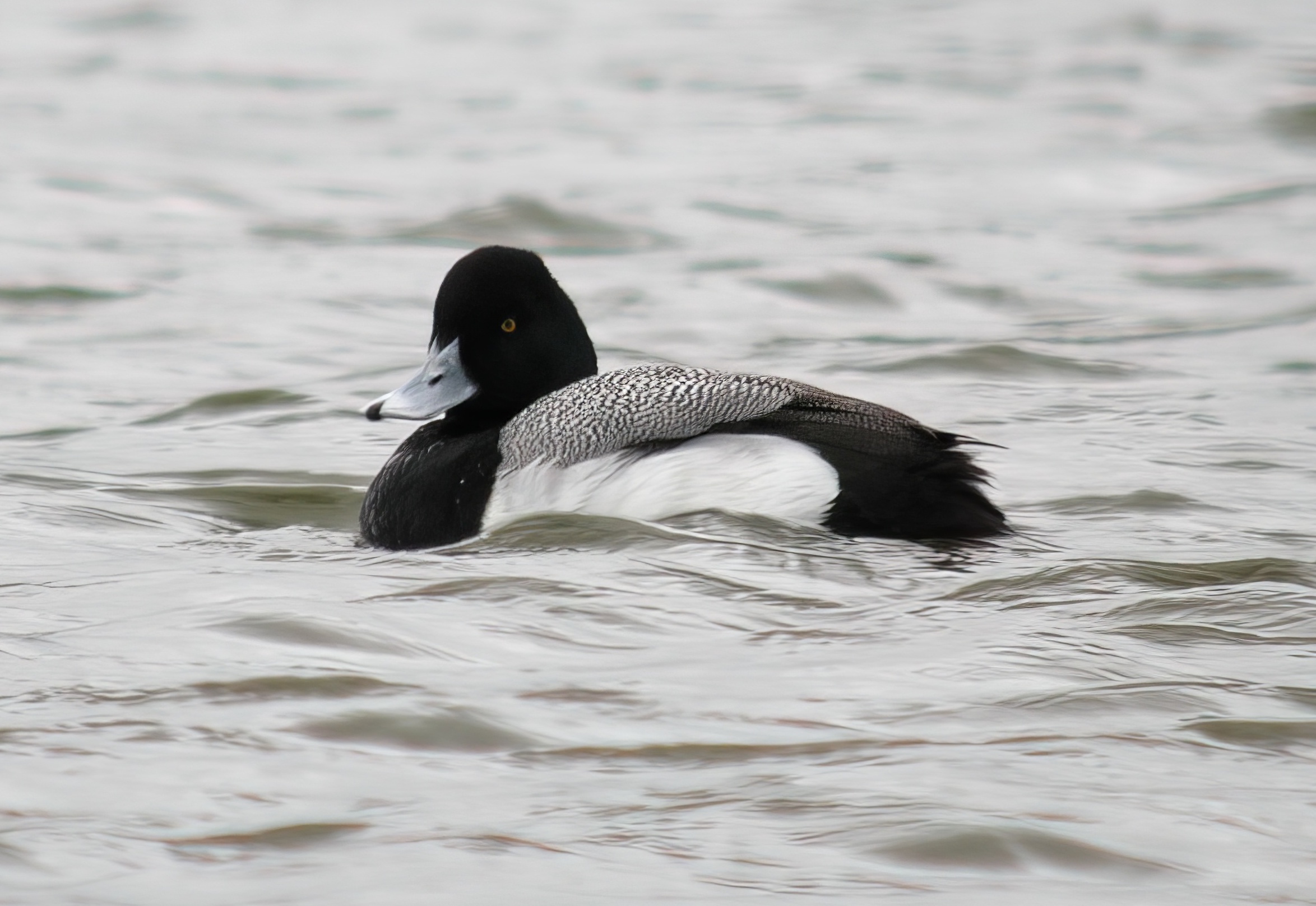 LesserScaup2 Male 290404WatersEdgeCP GPCatley topaz enhance