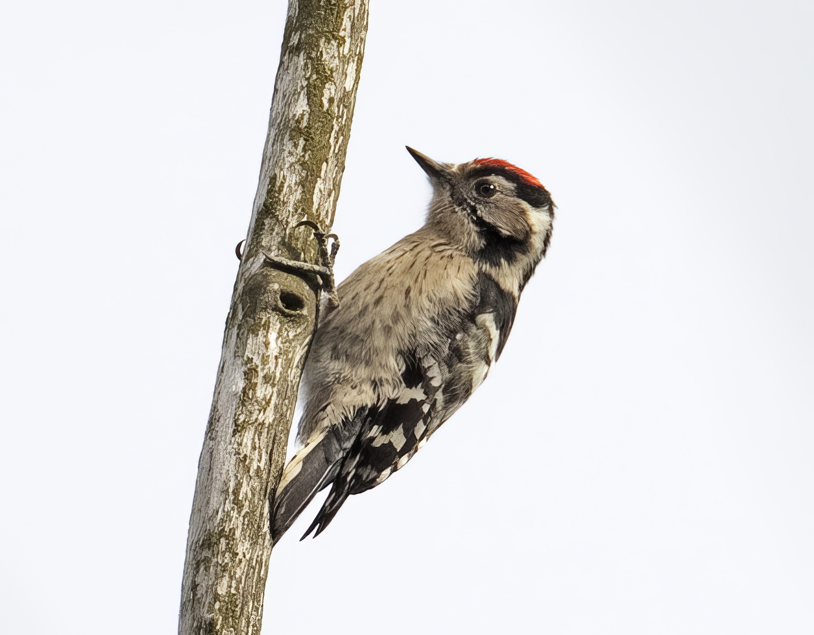 LesserSpottedWoodpecker 160212 NorthLincs GPCatley topaz enhance