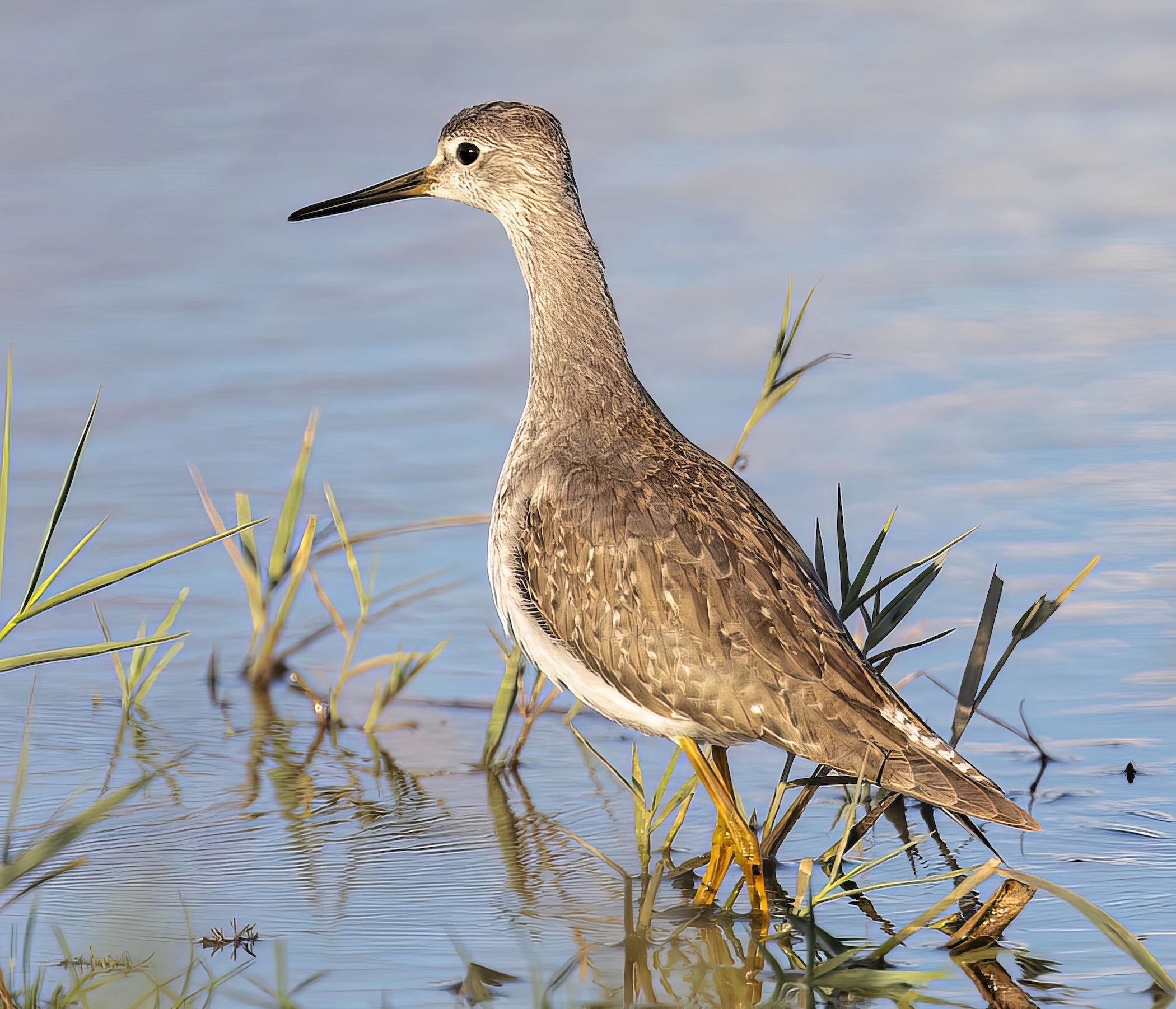 LesserYellowlegs3 081020 Alkborough GPC topaz denoise topaz enhance