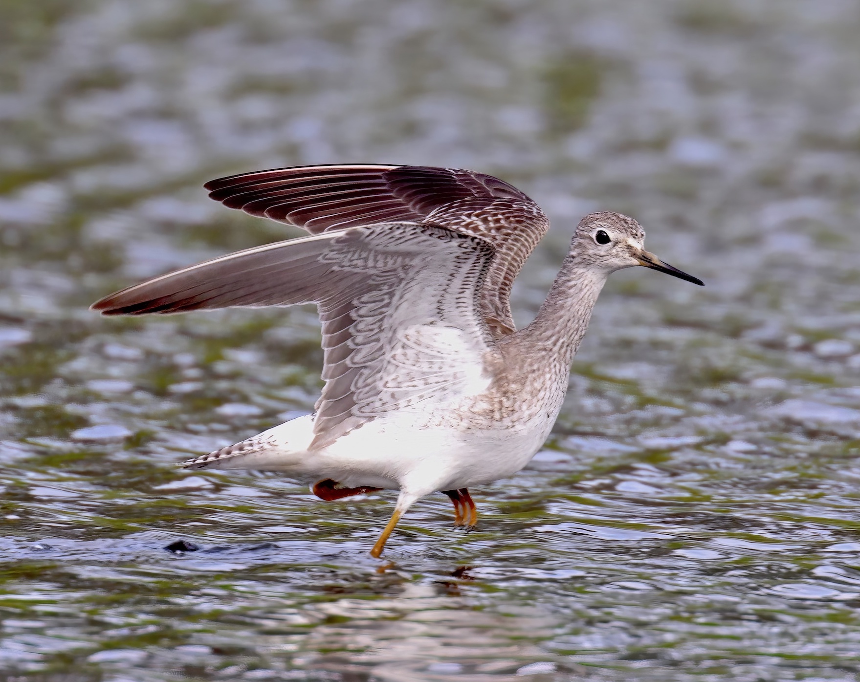 LesserYellowlegs 061016 EastButterwick GPC topaz denoise enhance